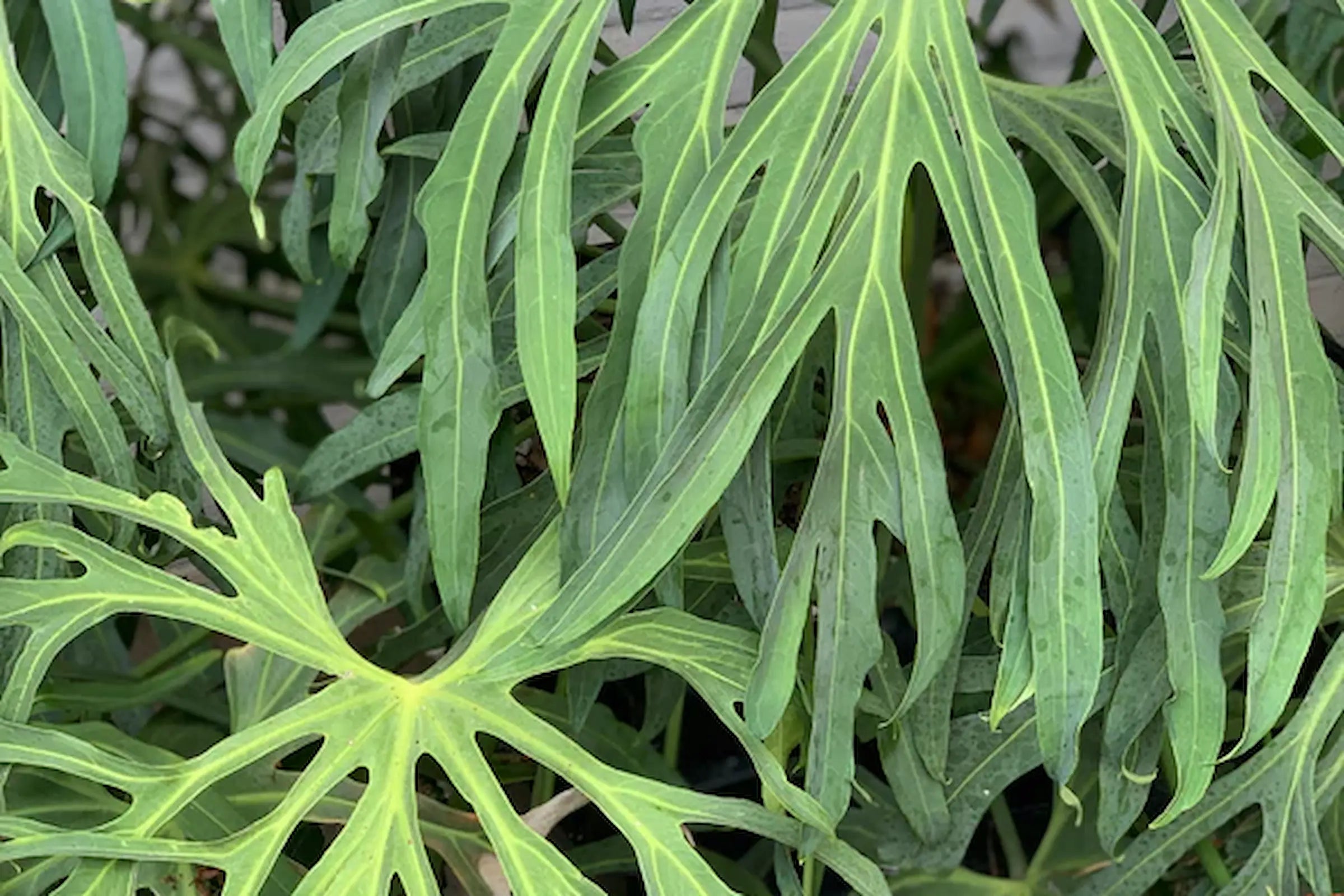 How to Care for Your Anthurium podophyllum (Lacy Anthurium)