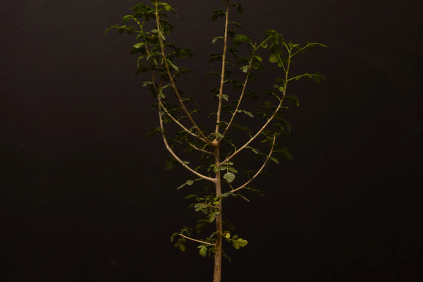 How to Care for Your Bursera fagaroides (Copalwood Tree)