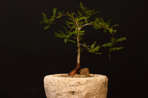 How to Care for Your Operculicarya decaryi (Elephant Tree)