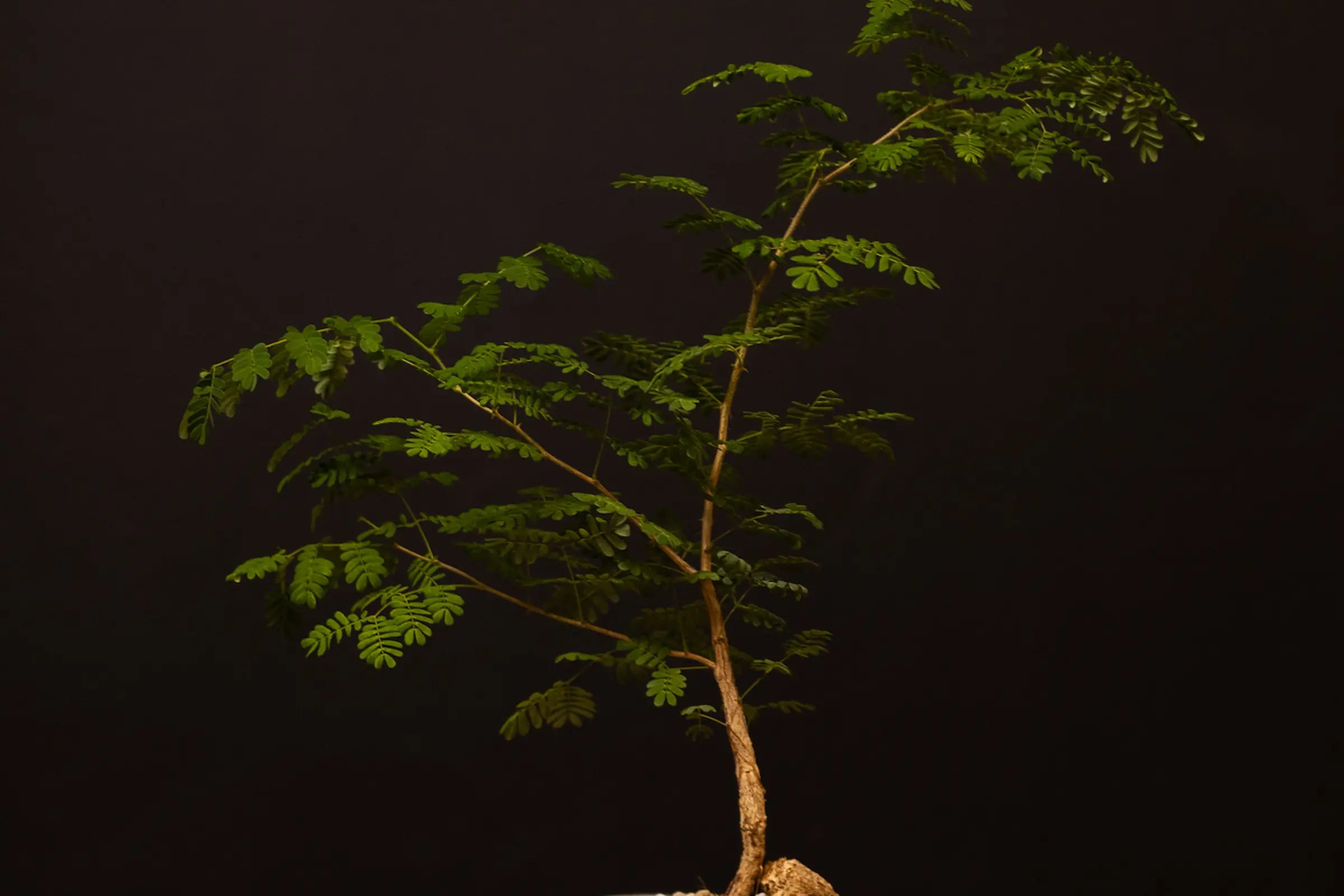 How to Care for Your Acacia burkei (Black Monkey Thorn)