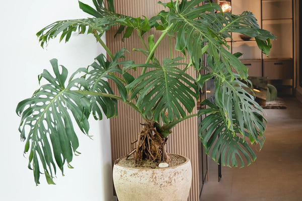 How to Care for Your Monstera deliciosa (Swiss Cheese Plant)