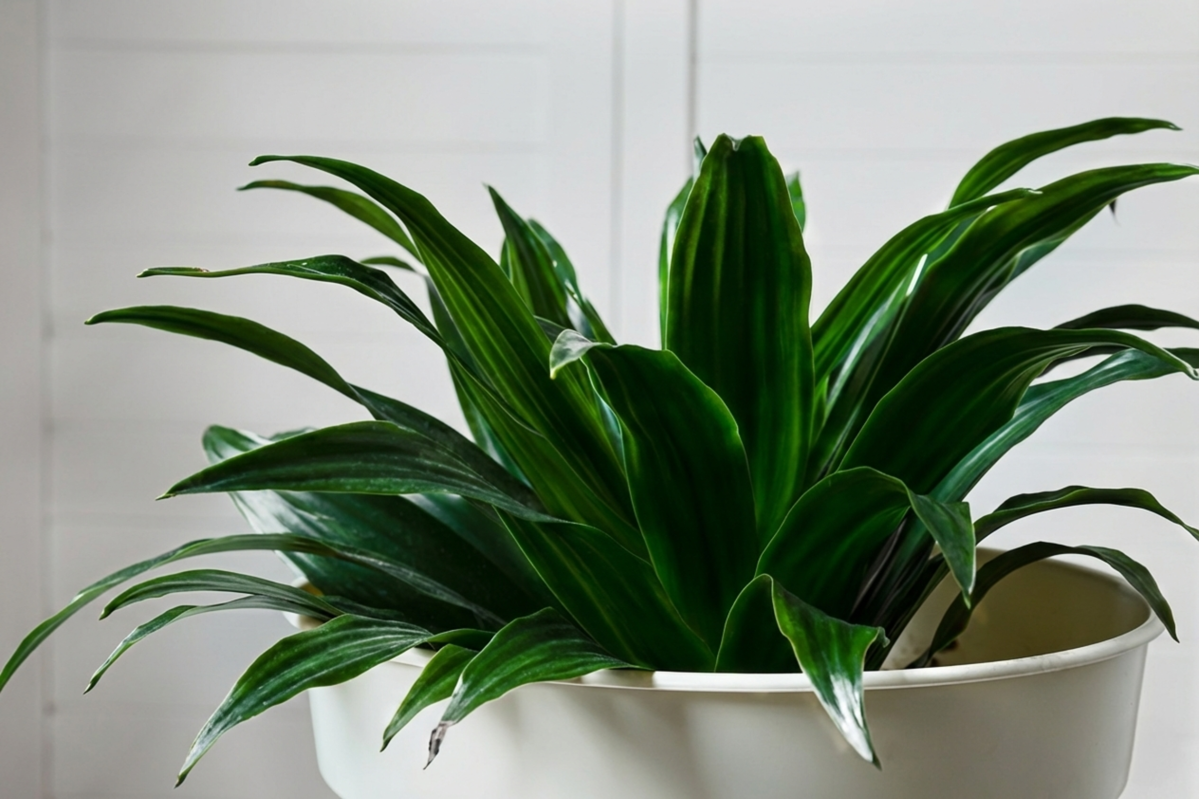 How to Care for Your Dracaena compacta (Compacta Janet Craig)