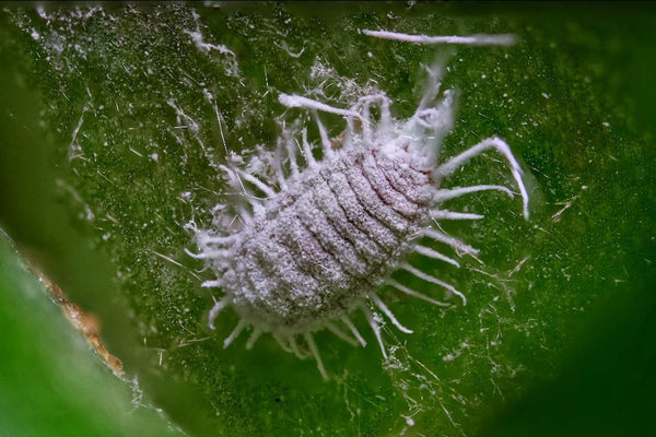 How to Identify and Treat Mealy Bugs on Indoor Plants