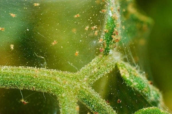How to Identify and Treat Spider Mites on Indoor Plants