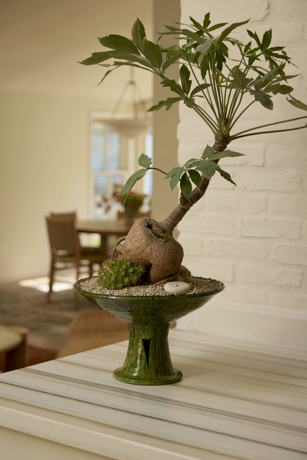 How to Care for Your Cussonia paniculata (Keipersol Tree)