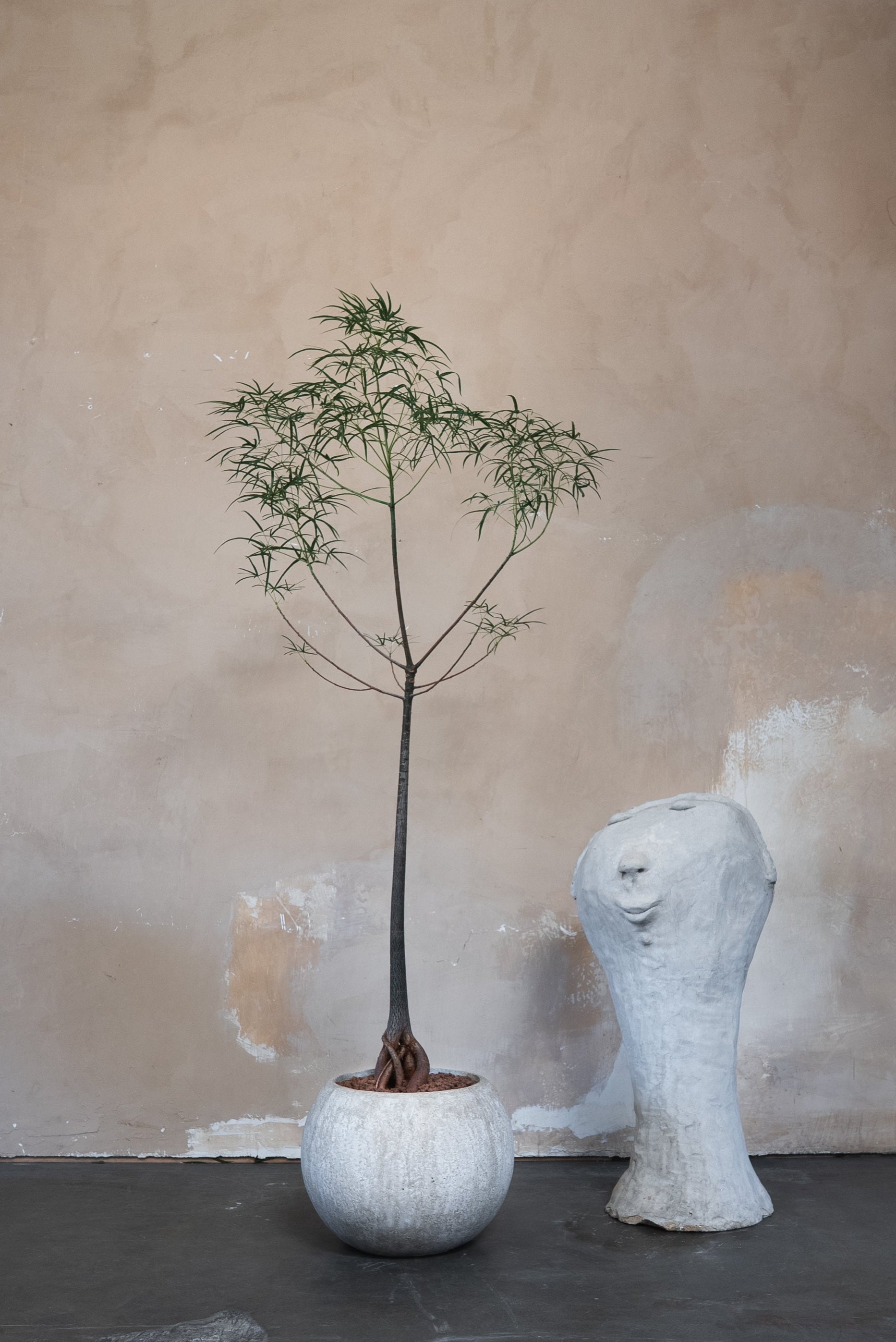 Potted Plants