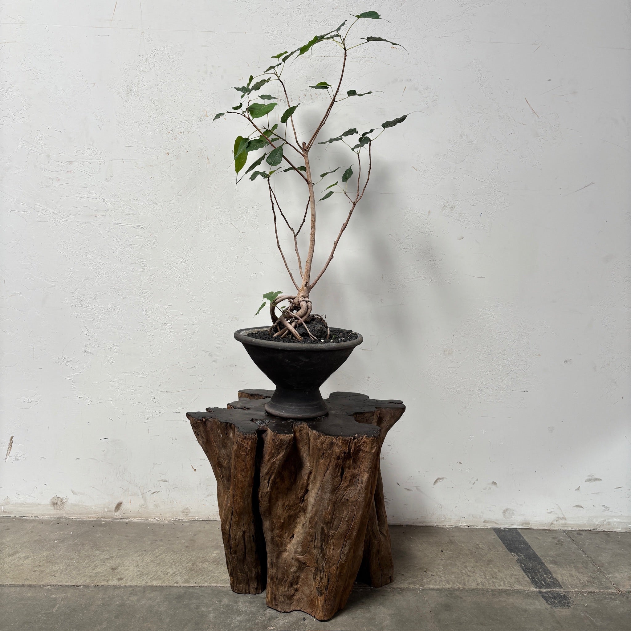 Sacred Fig (Ficus religiosa) + Black Egyptian Terracotta Planter