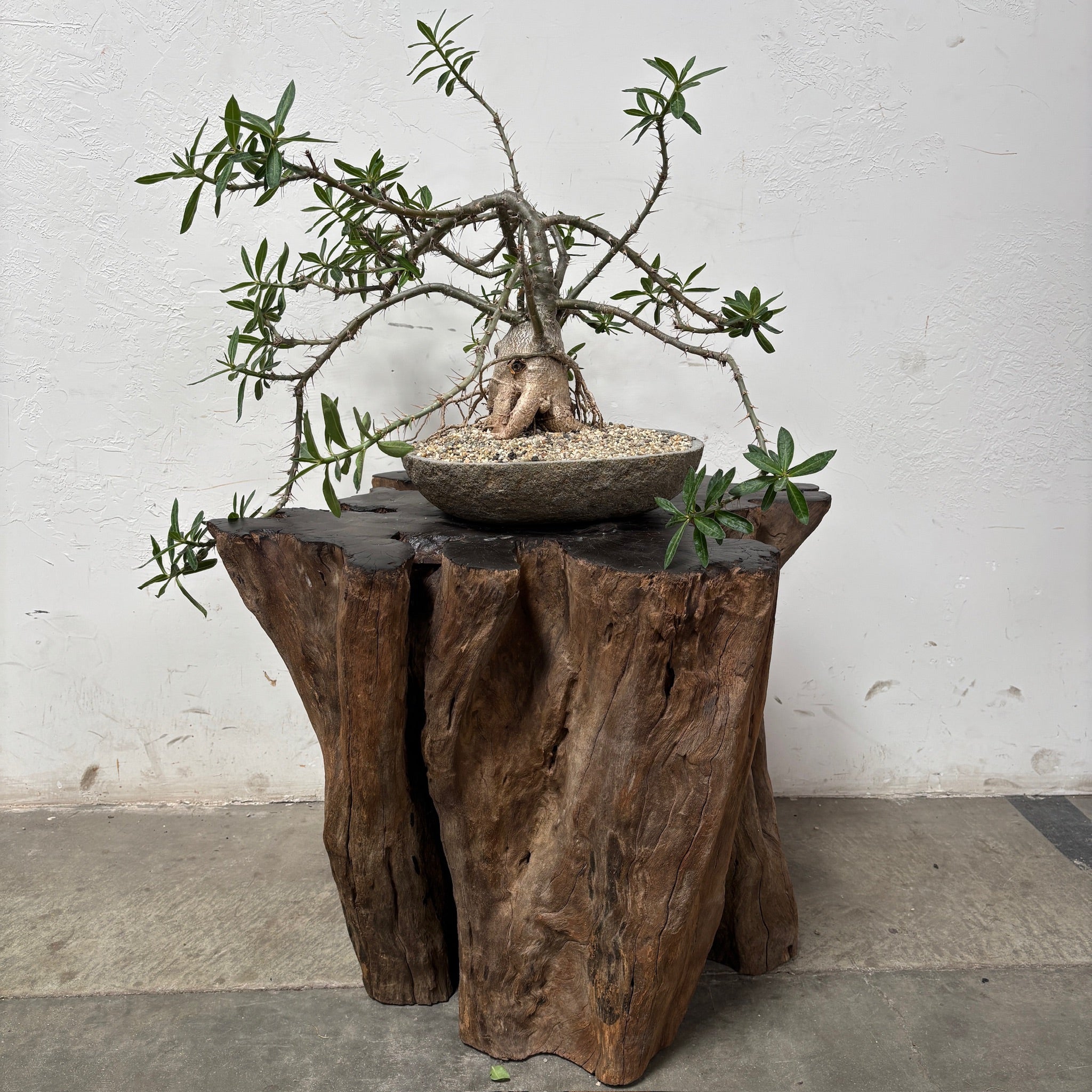 Pachypodium bispinosum + River Rock Planter