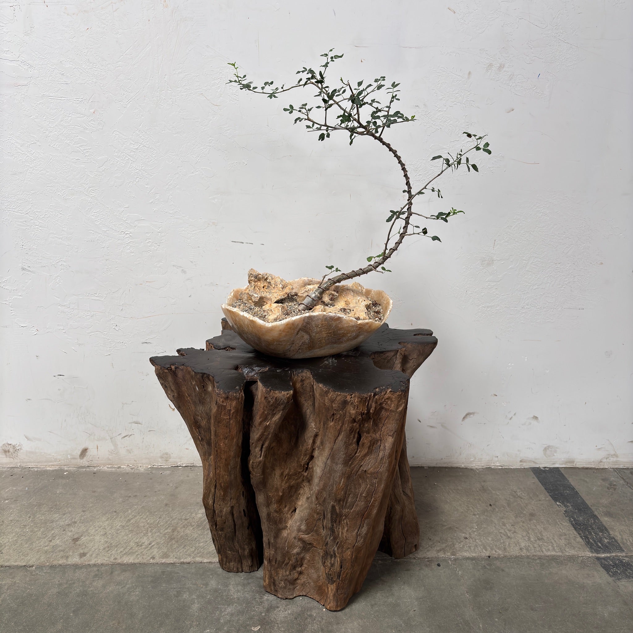 Copalwood Tree (Bursera fagaroides) + Onyx Planter