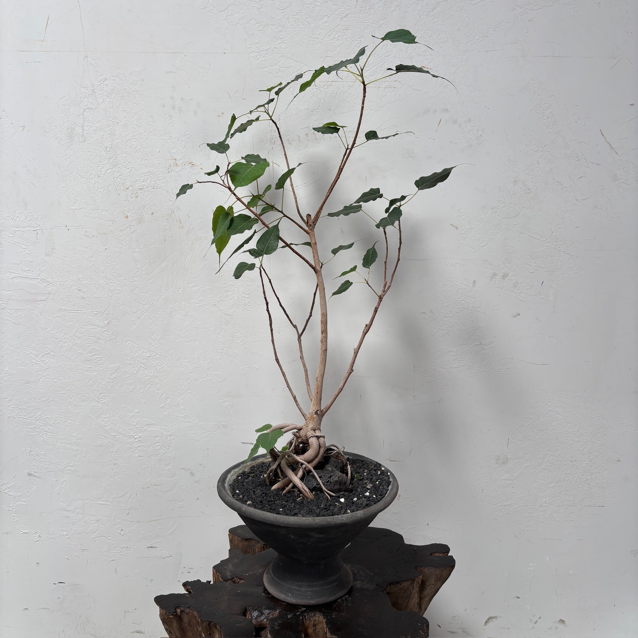 Sacred Fig (Ficus religiosa) + Black Egyptian Terracotta Planter