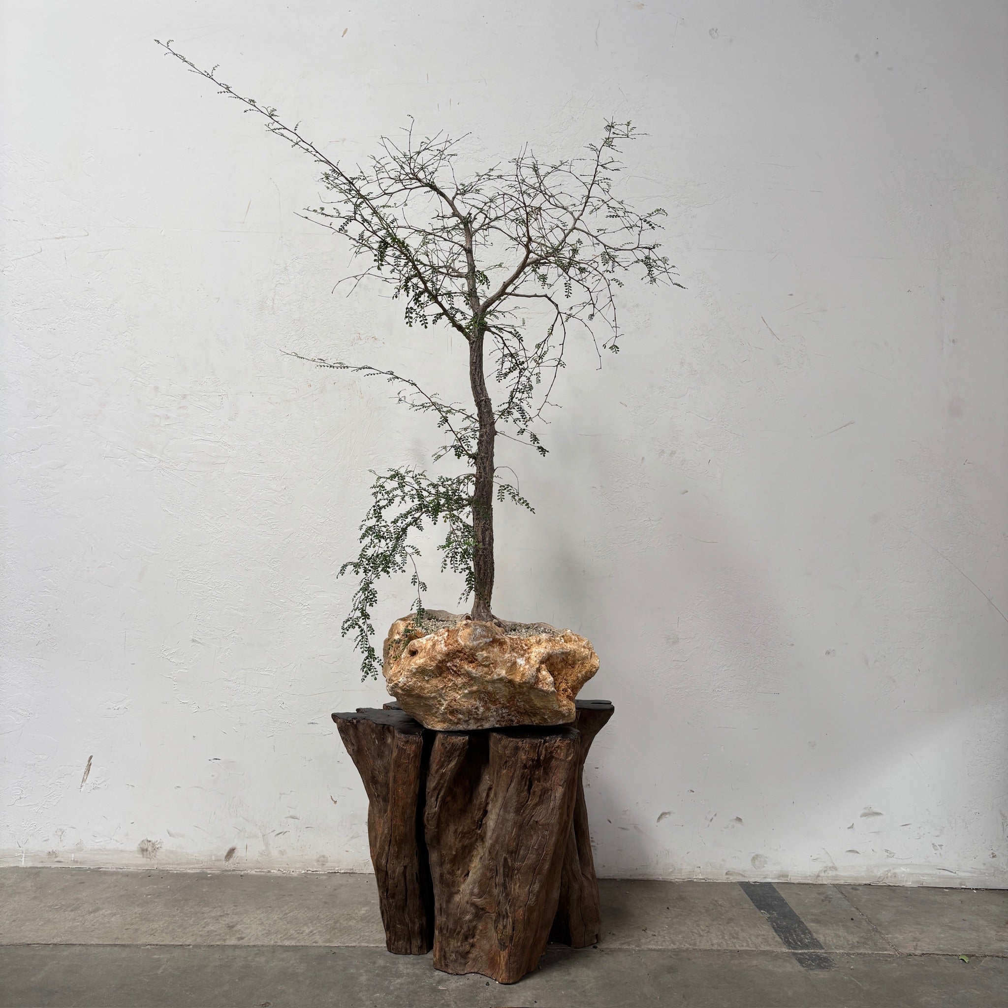 Madagascar Elephant Tree (Operculicarya decaryi) + Honey Onyx Vessel