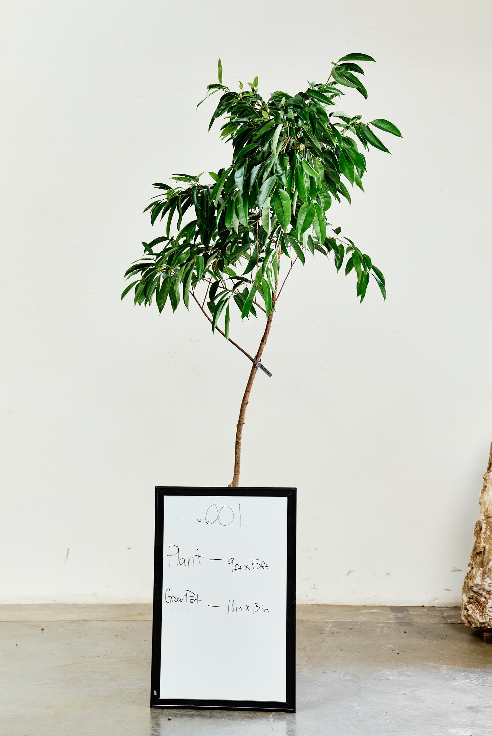 ficus-alii-001-1
