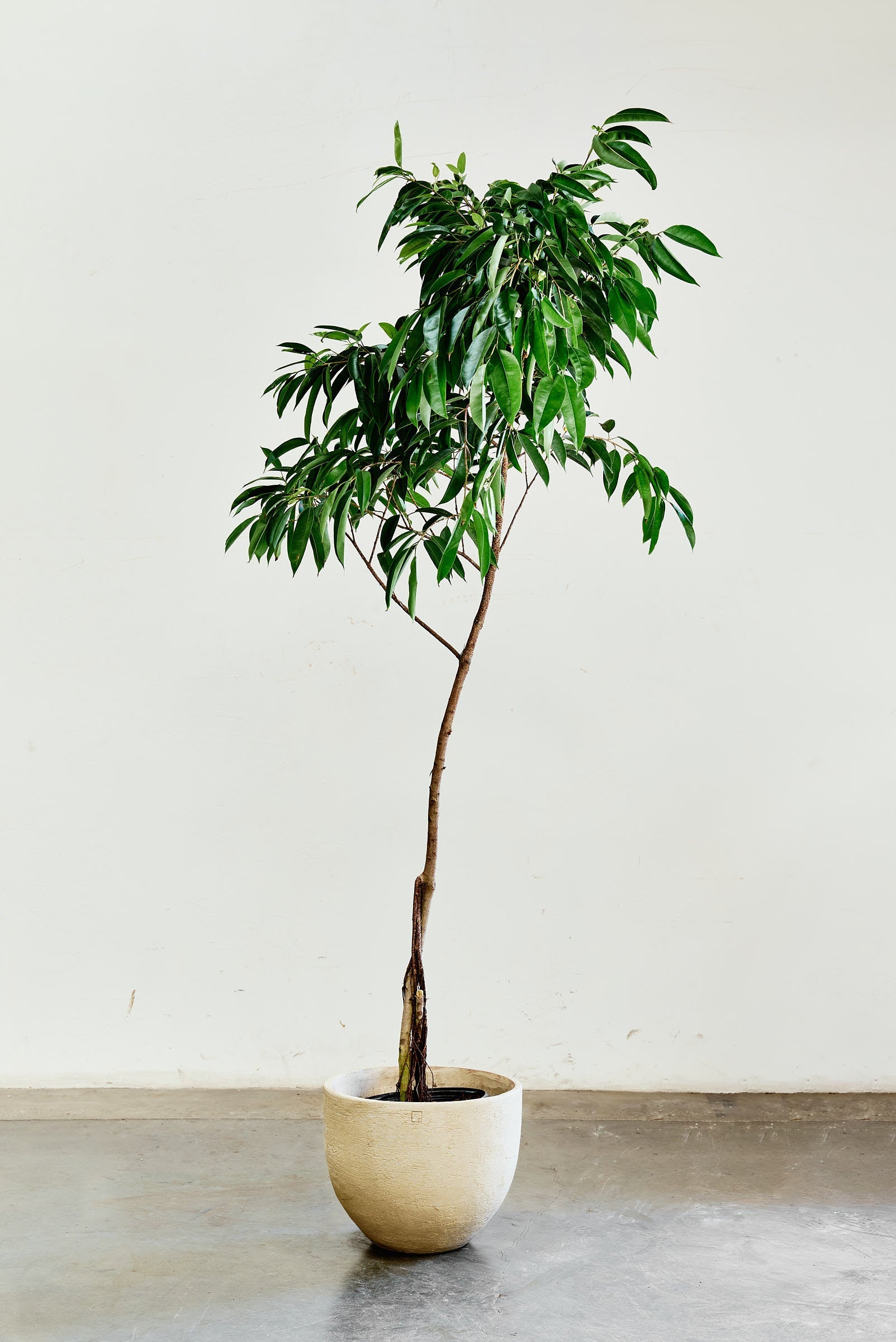 ficus-alii-001-2