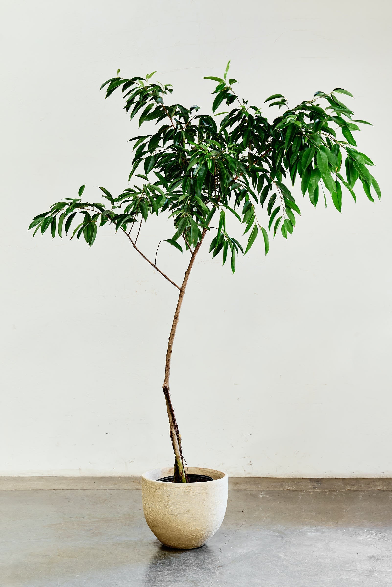 ficus-alii-001-3