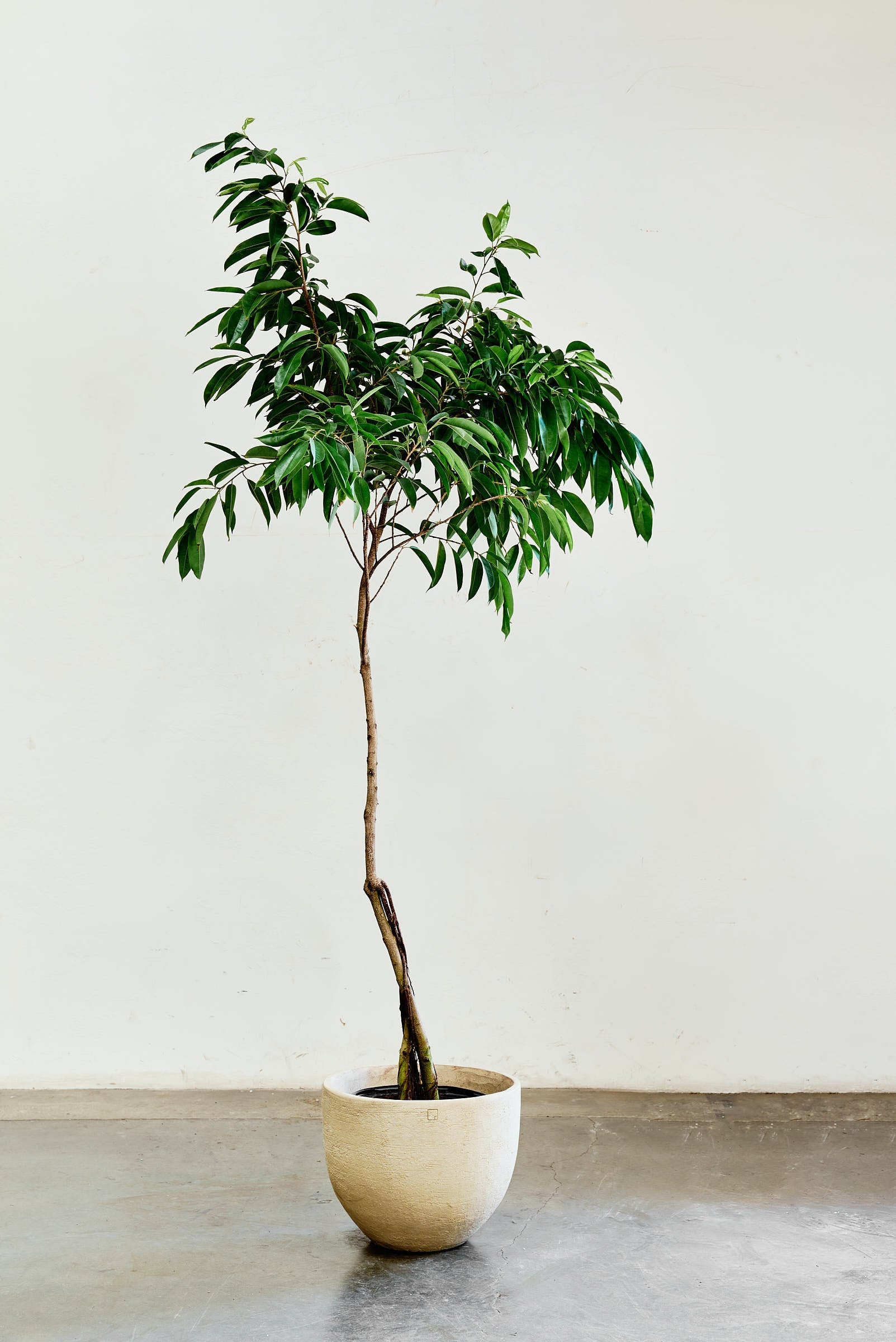 ficus-alii-001-4
