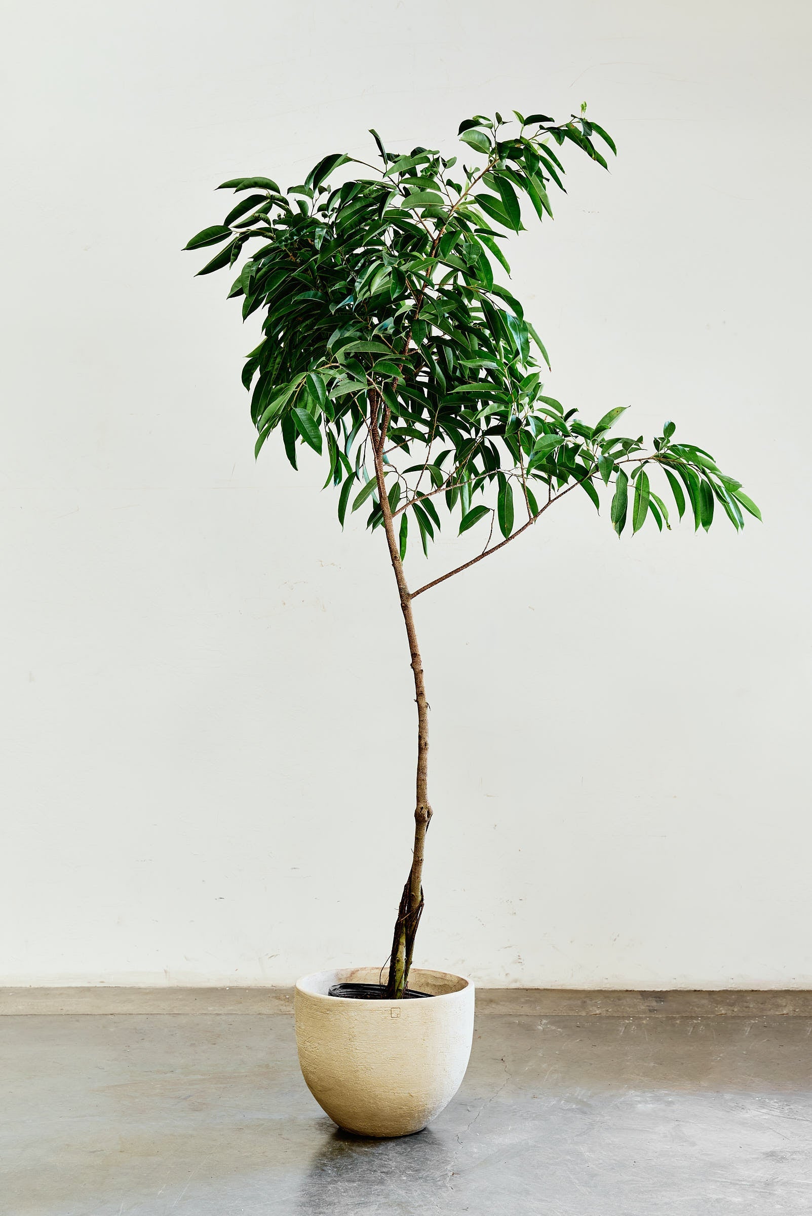 ficus-alii-001-5