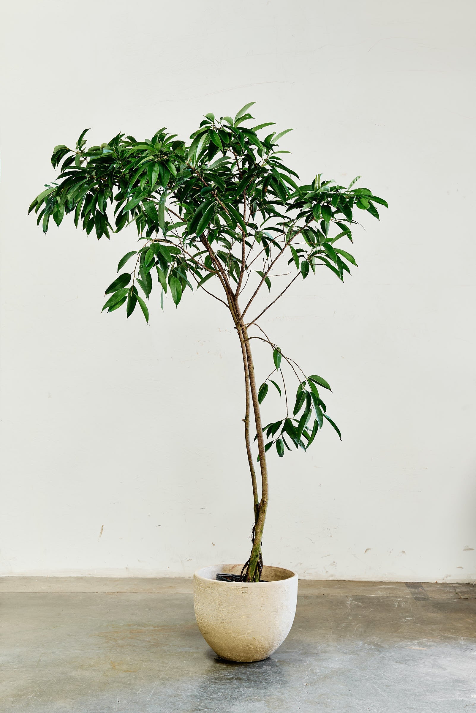 ficus-alii-002-3