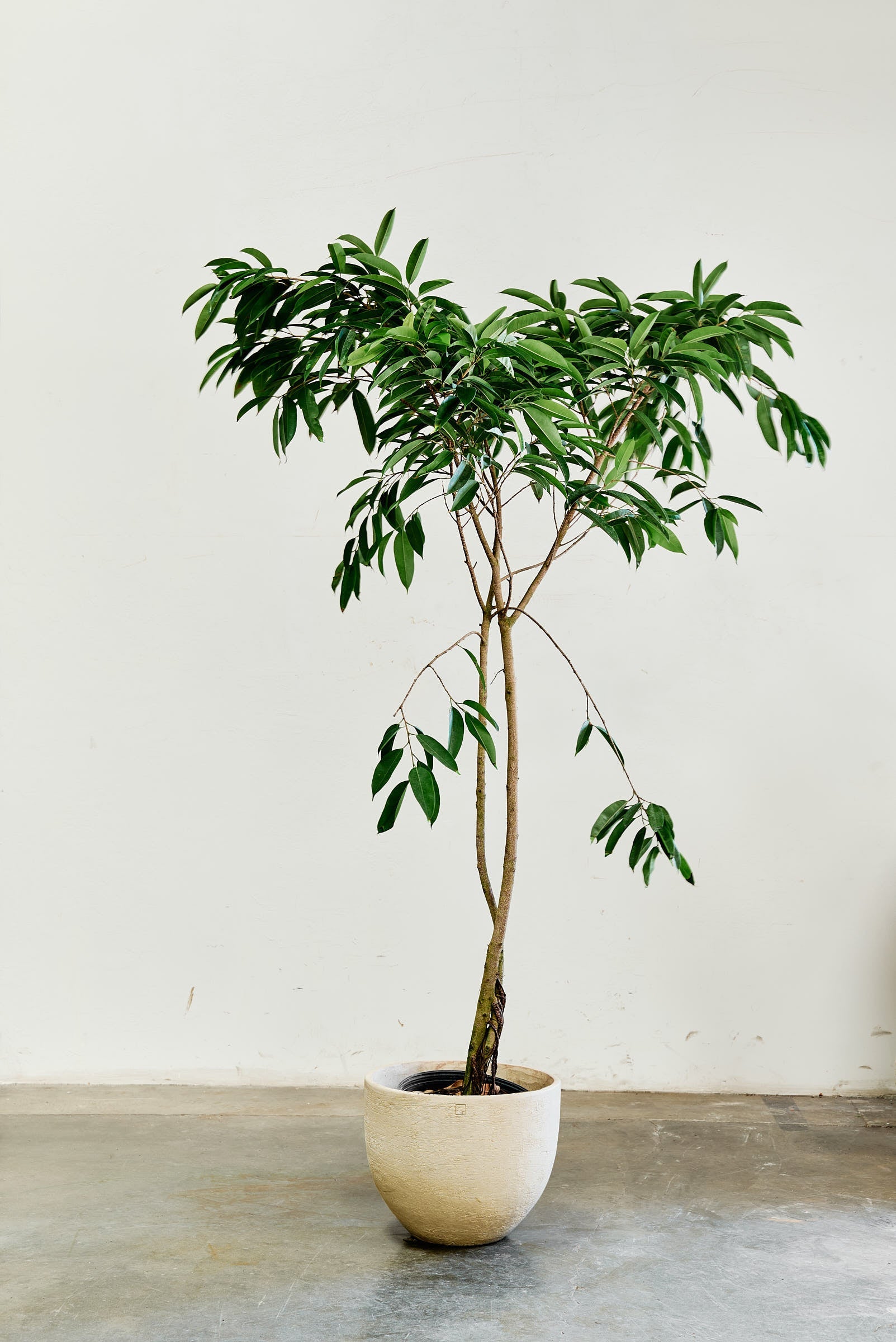 ficus-alii-002-4