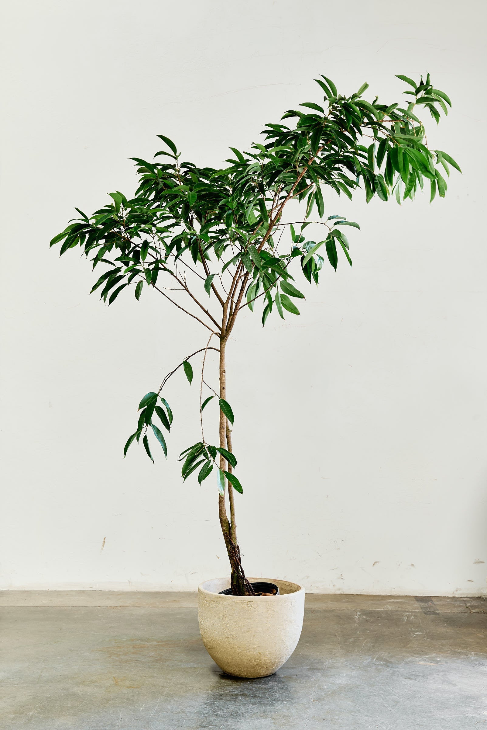 ficus-alii-002-5
