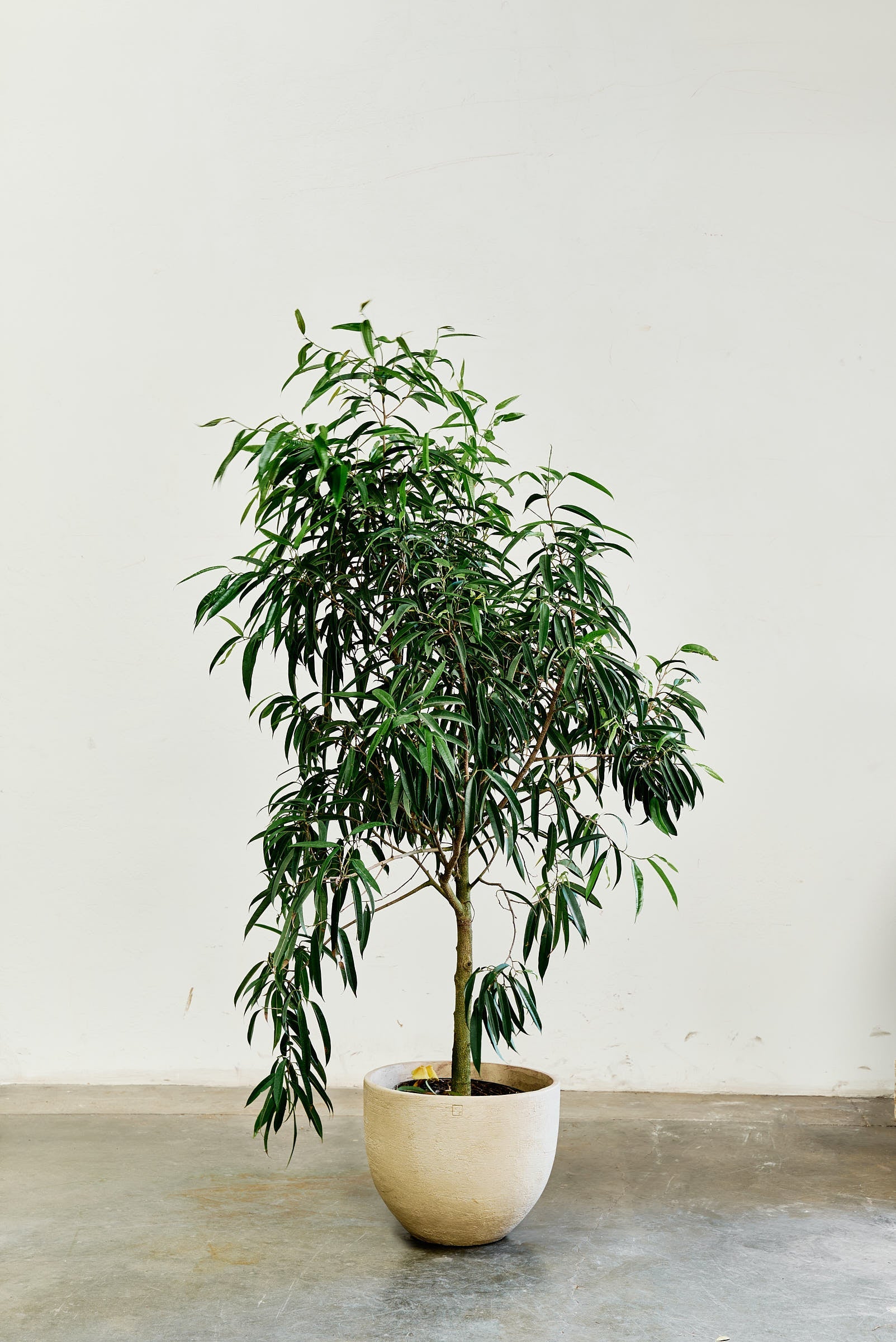 ficus-alii-003-3