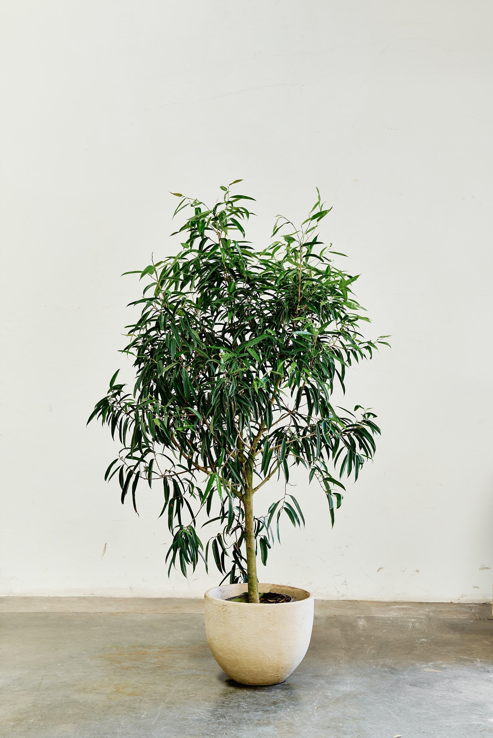 ficus-alii-003-4