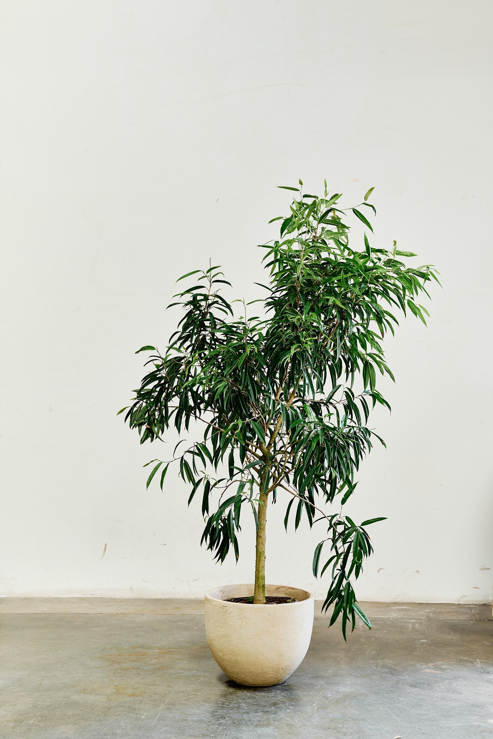 ficus-alii-003-5