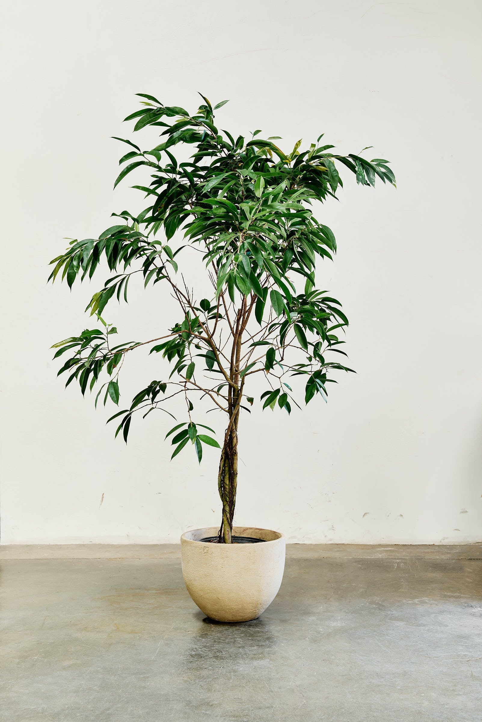 ficus-alii-004-3