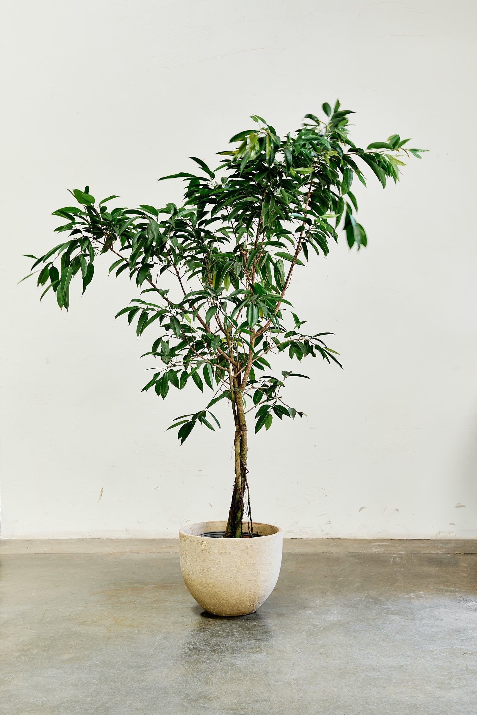 ficus-alii-004-4