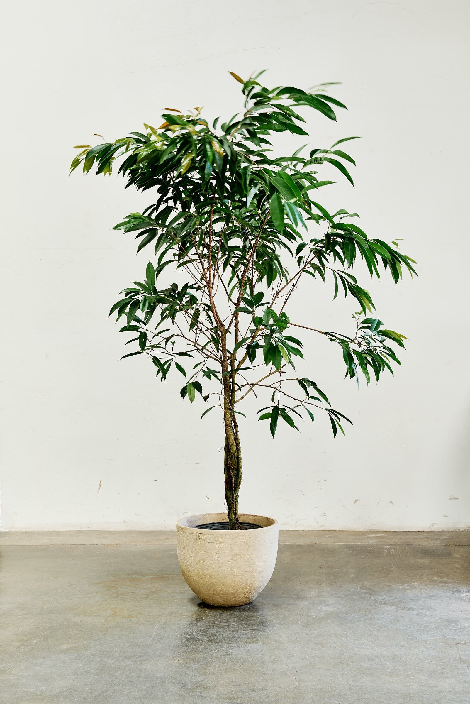 ficus-alii-004-5
