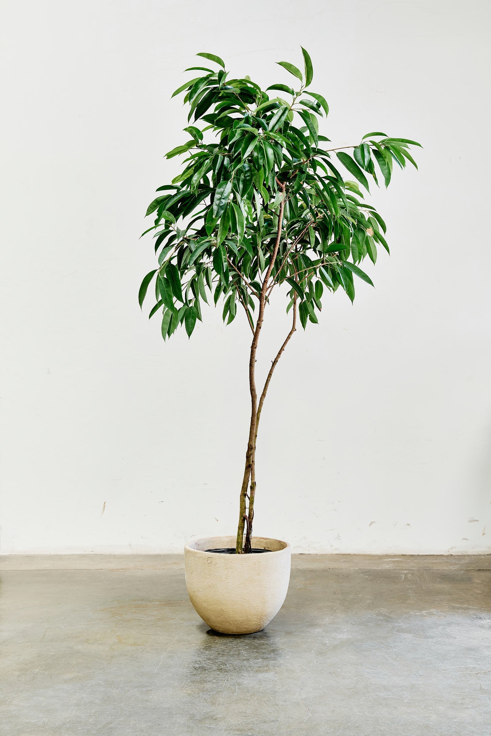 ficus-alii-005-3