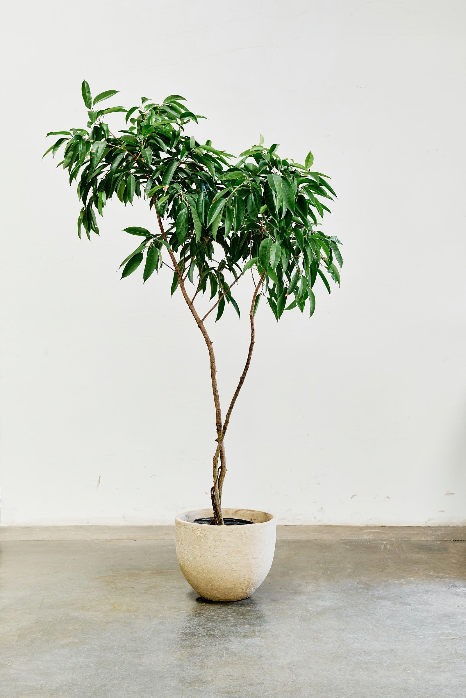 ficus-alii-005-4