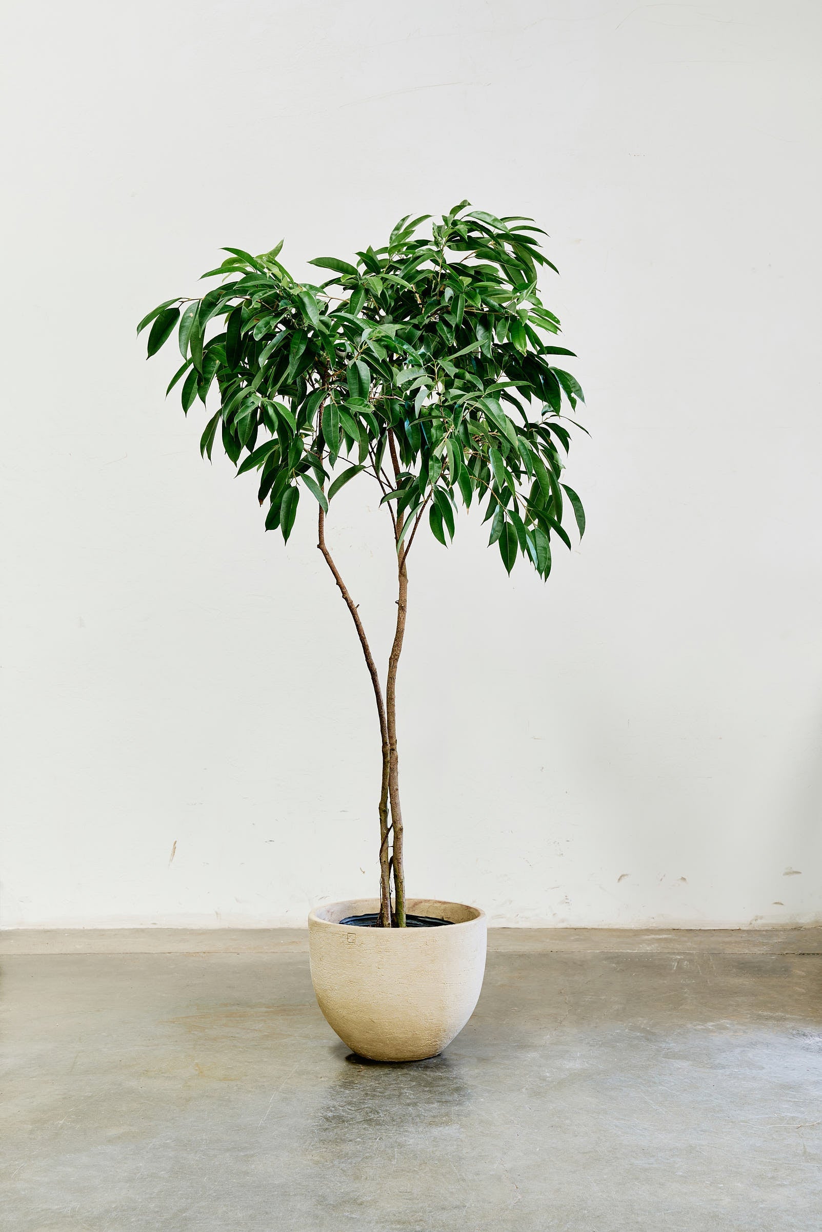 ficus-alii-005-5
