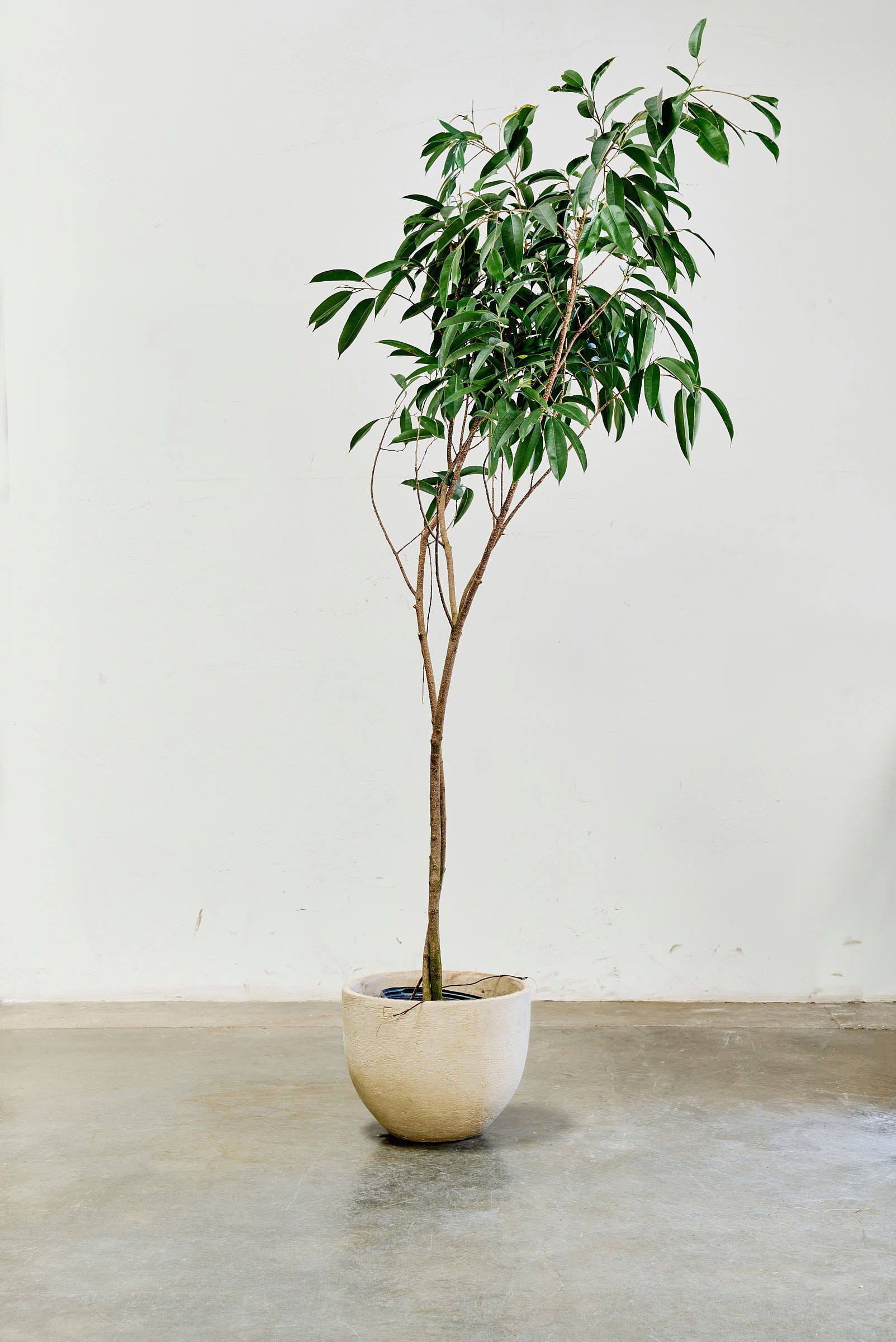 ficus-alii-006-3