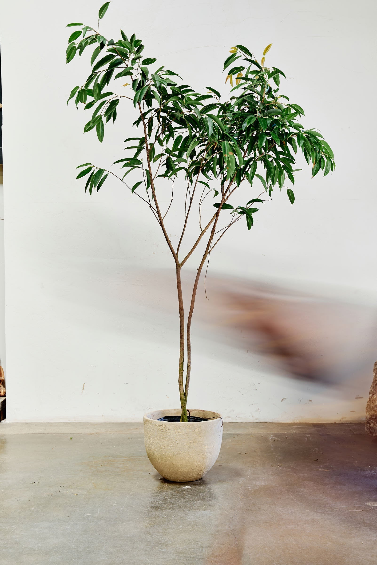 ficus-alii-006-4