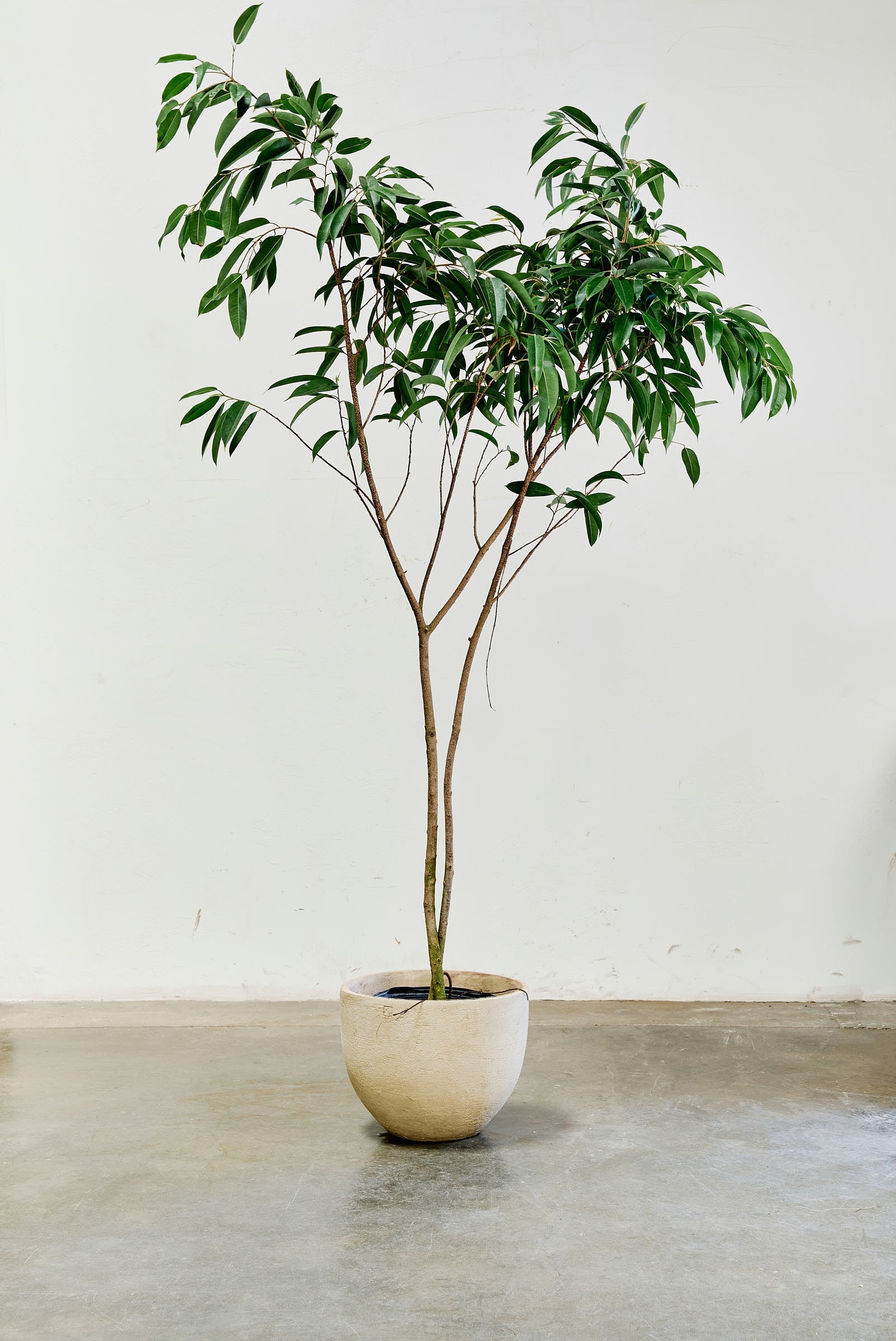 ficus-alii-006-5