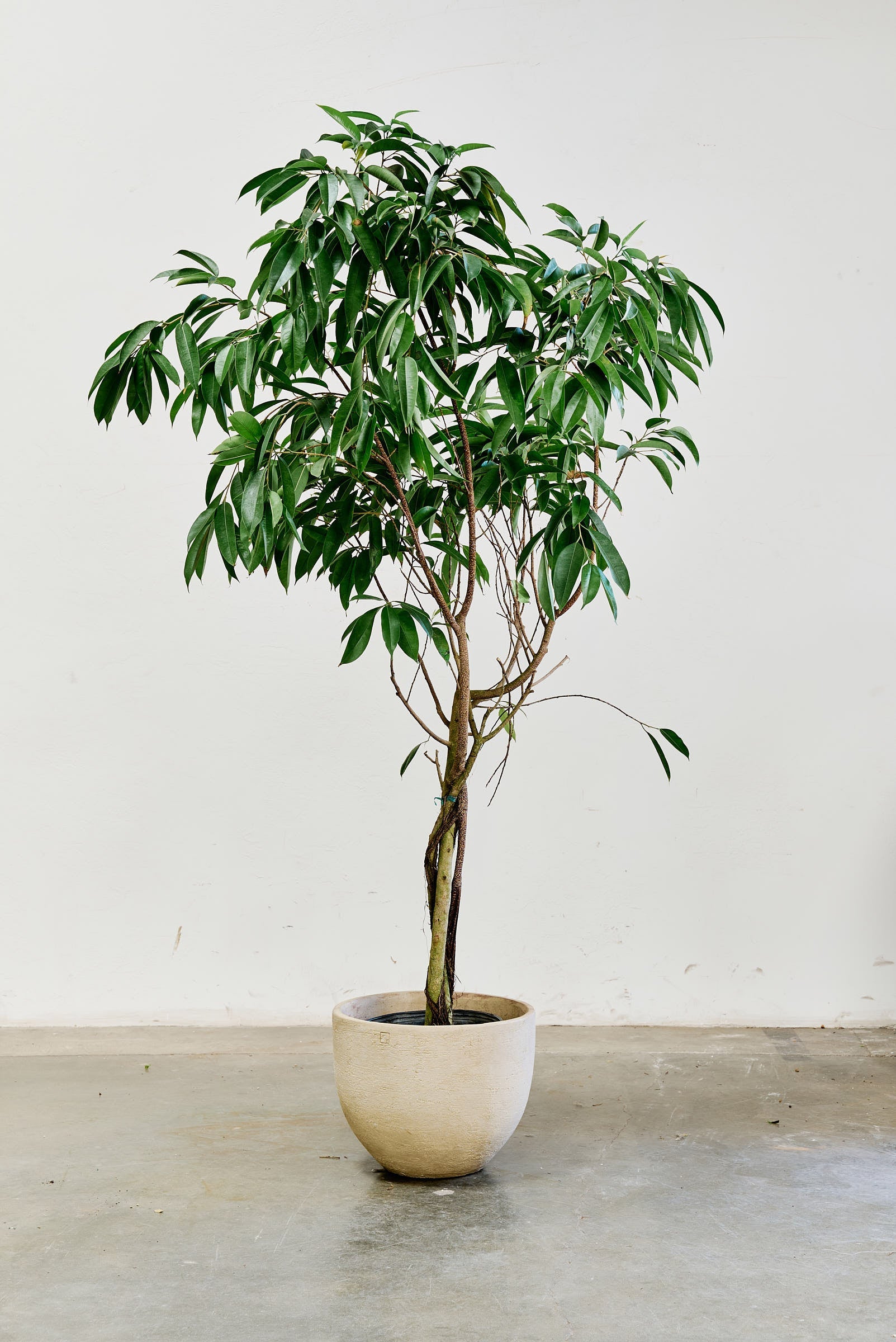 ficus-alii-007-3