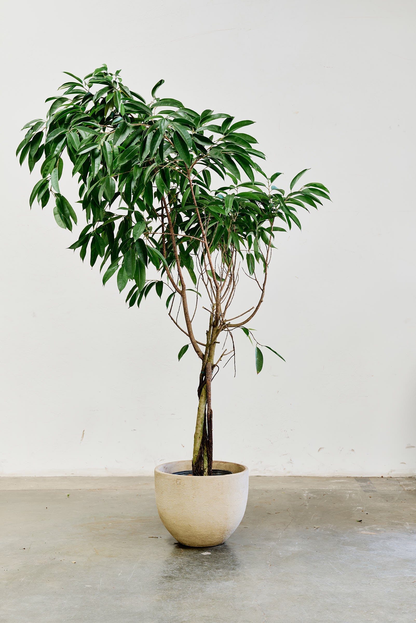 ficus-alii-007-4