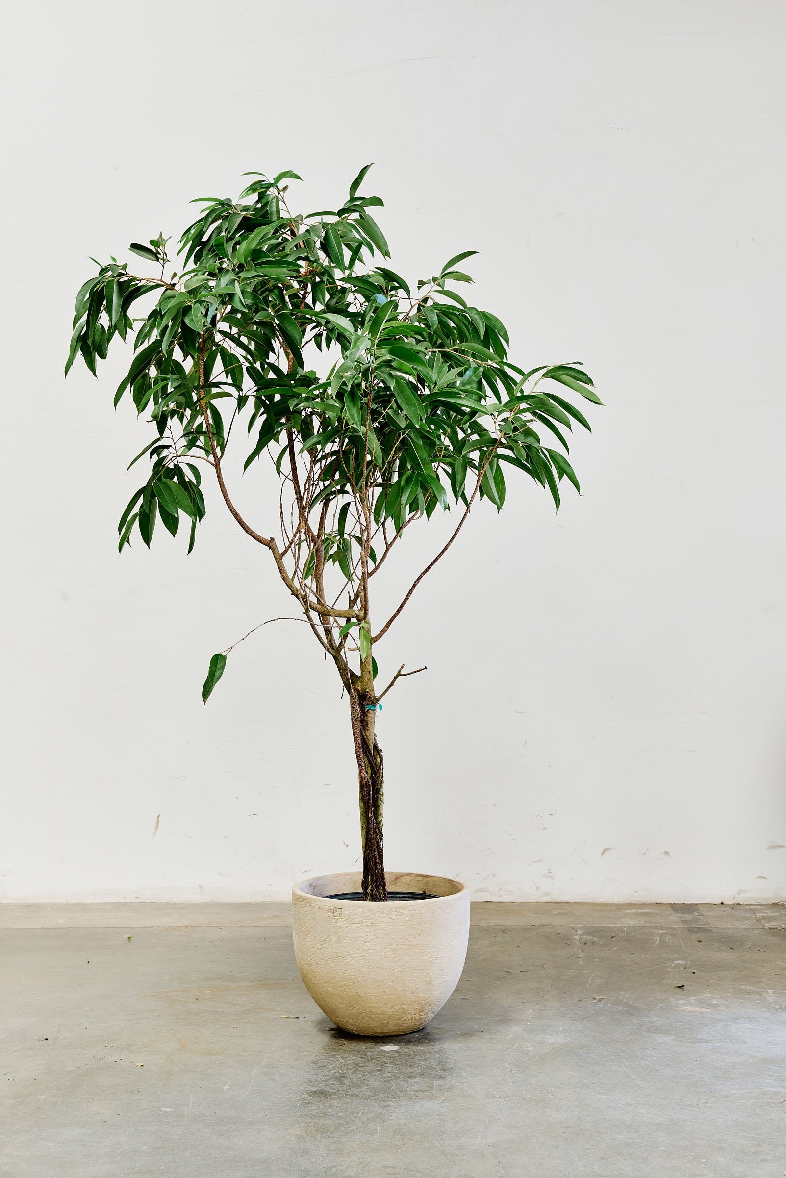 ficus-alii-007-5