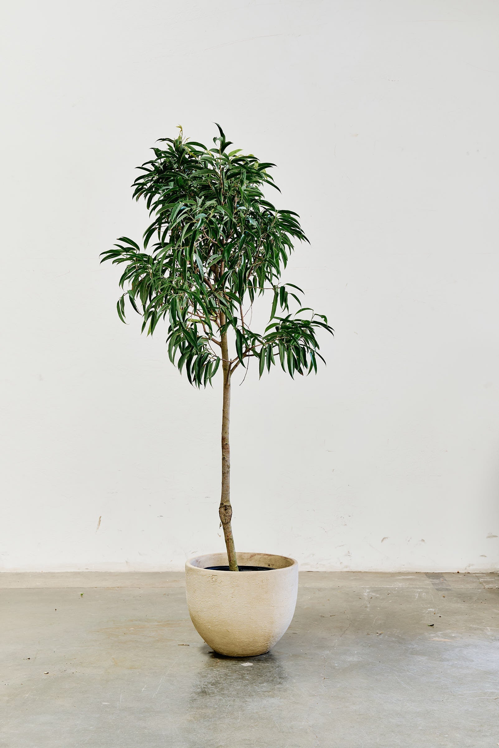 ficus-alii-008-3