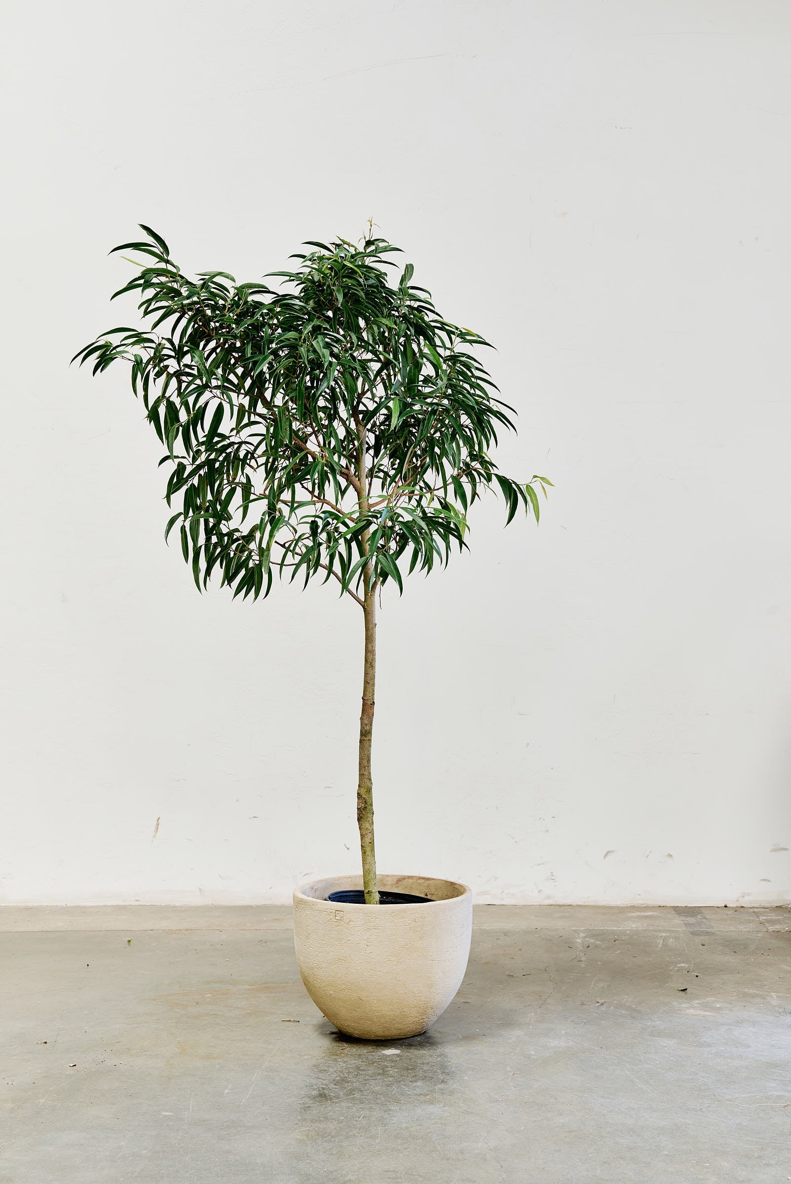 ficus-alii-008-4