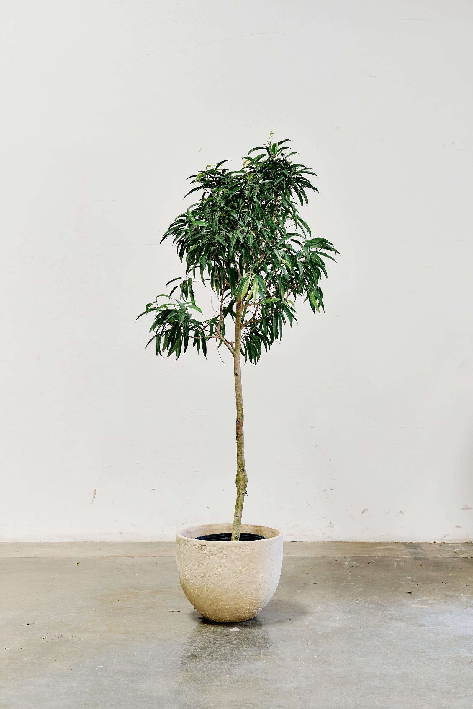 ficus-alii-008-5
