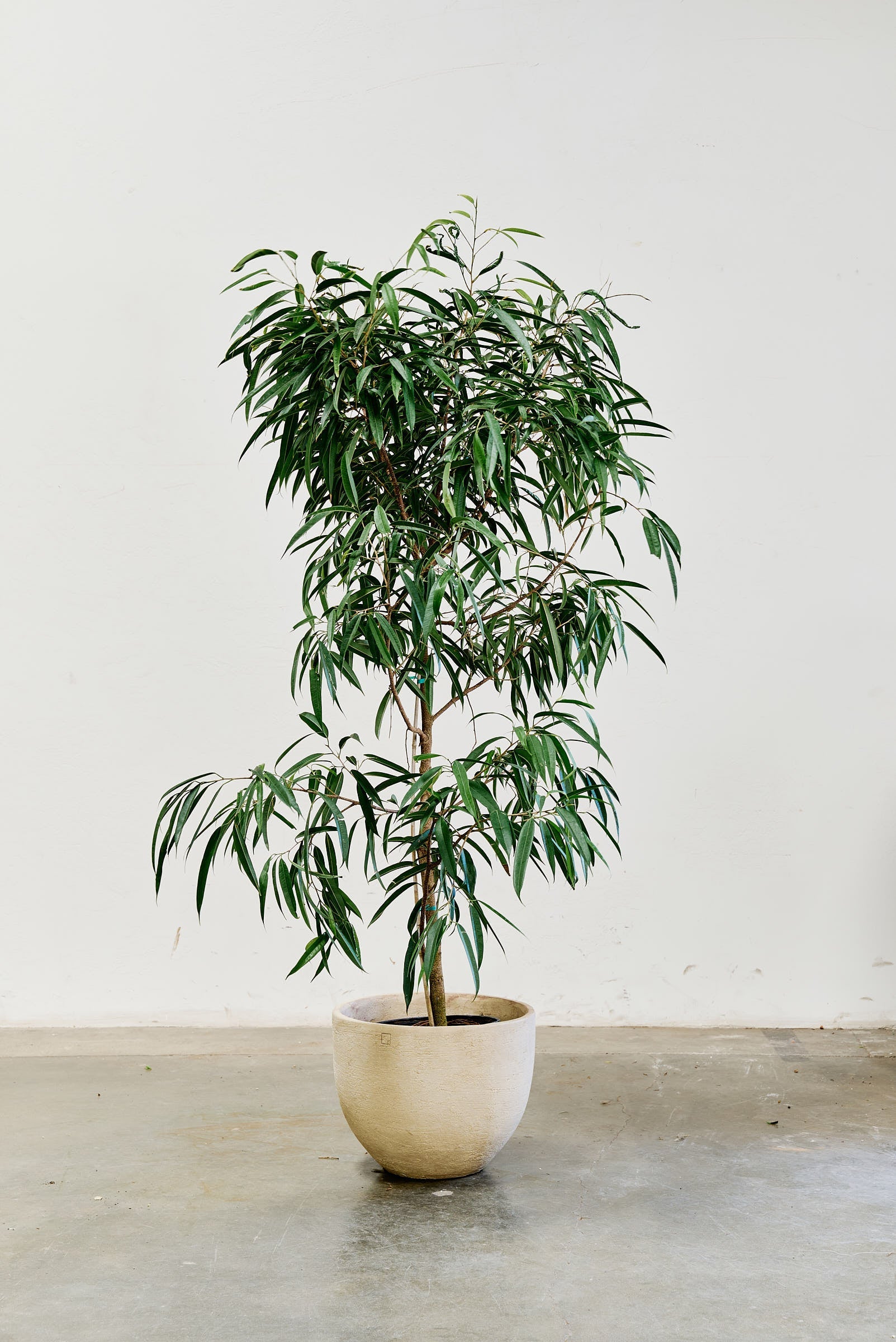ficus-alii-009-3