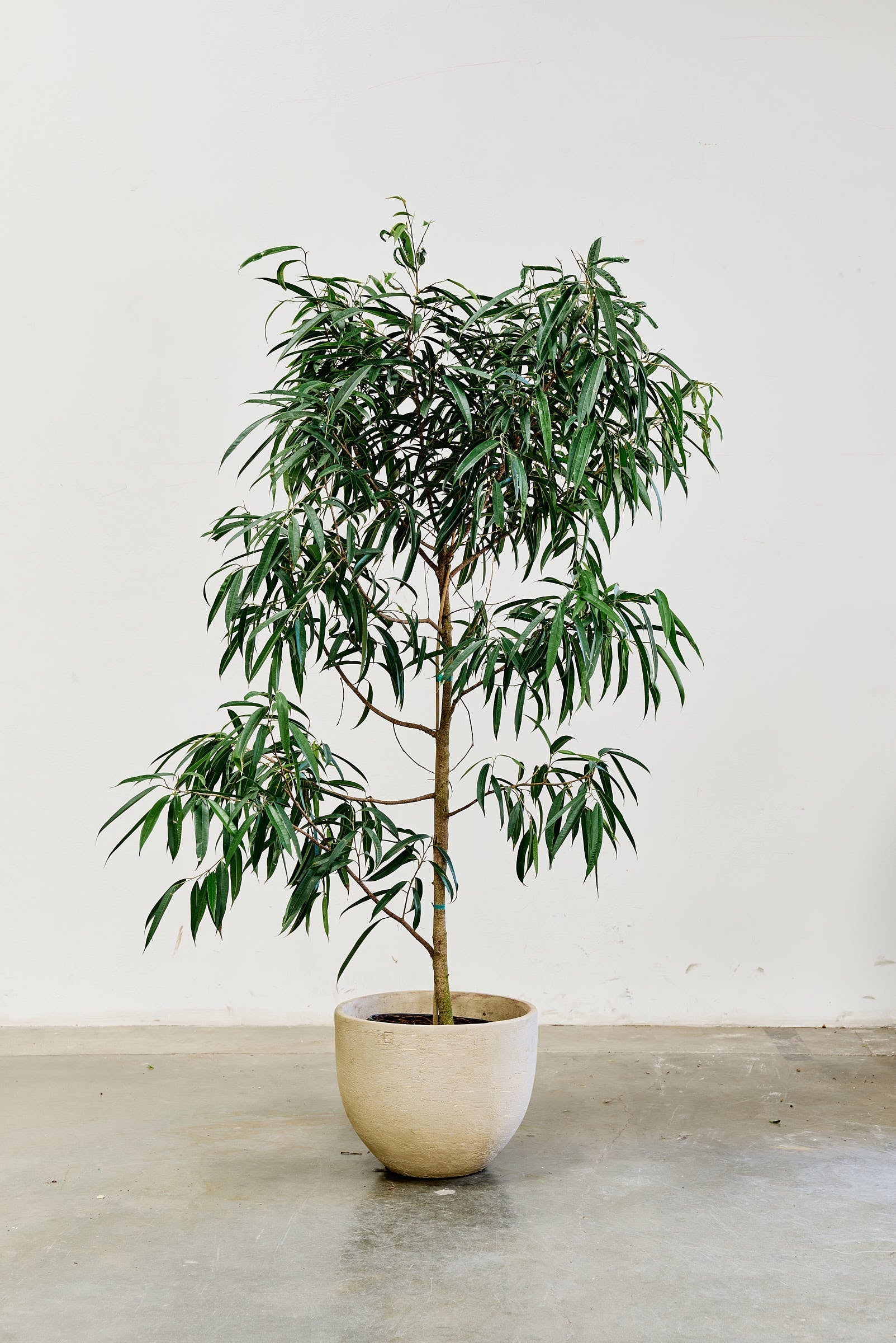 ficus-alii-009-4
