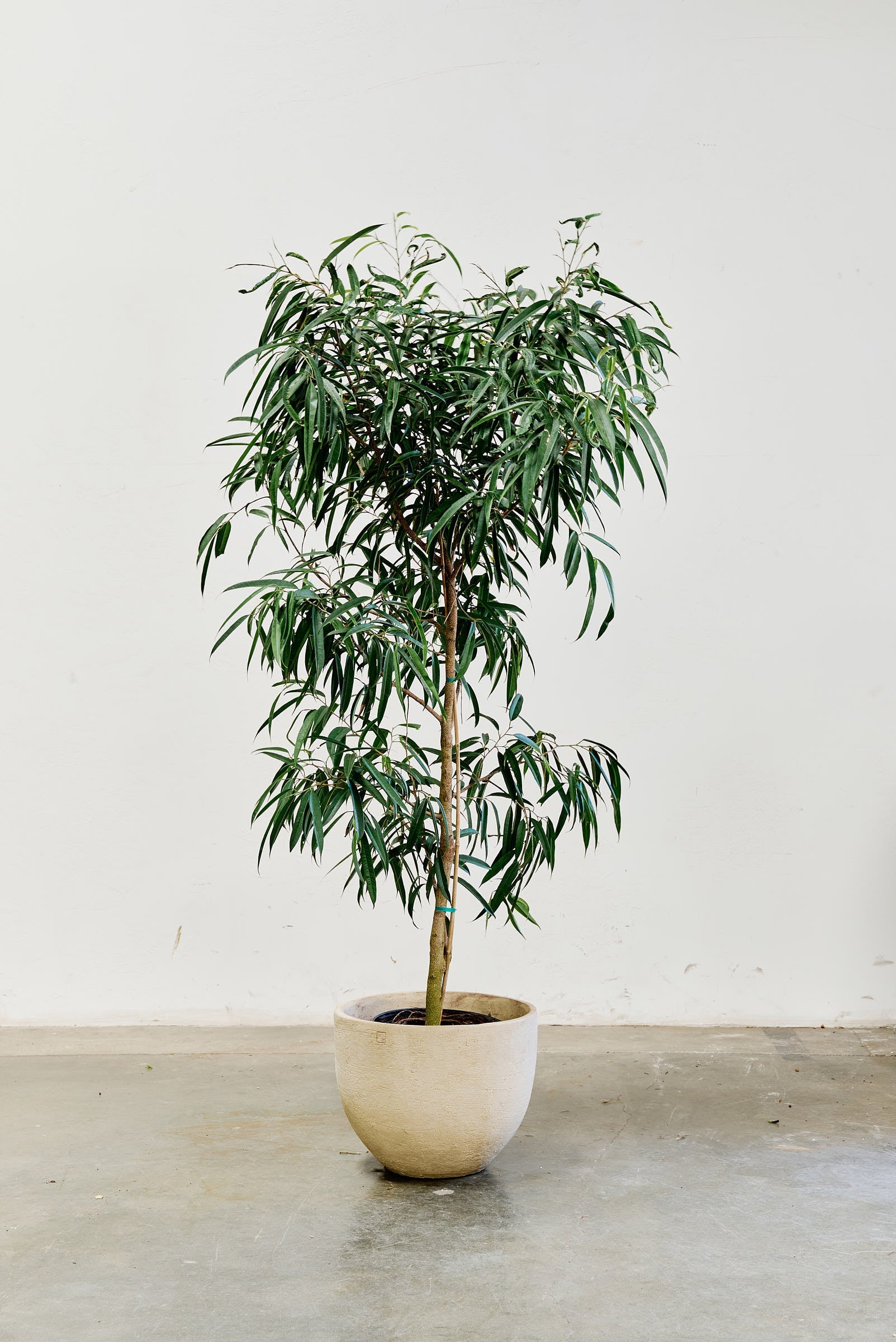 ficus-alii-009-5