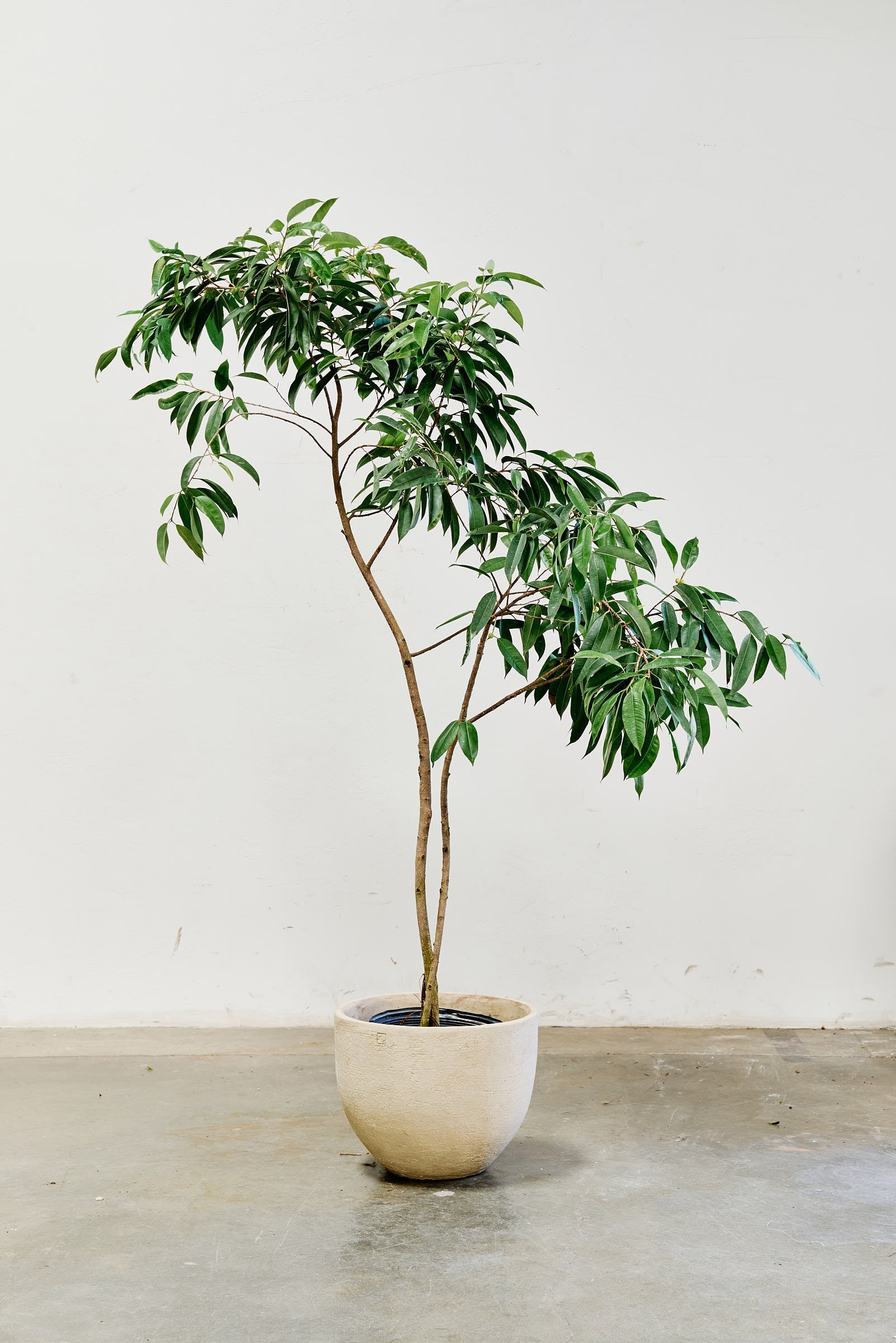 ficus-alii-010-3