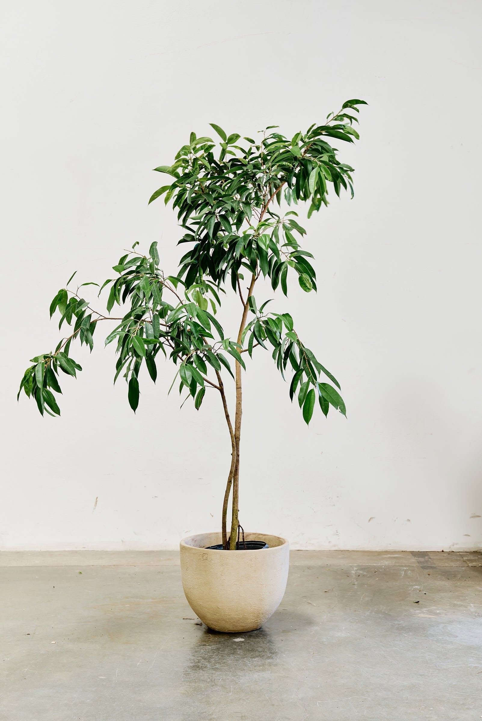 ficus-alii-010-4