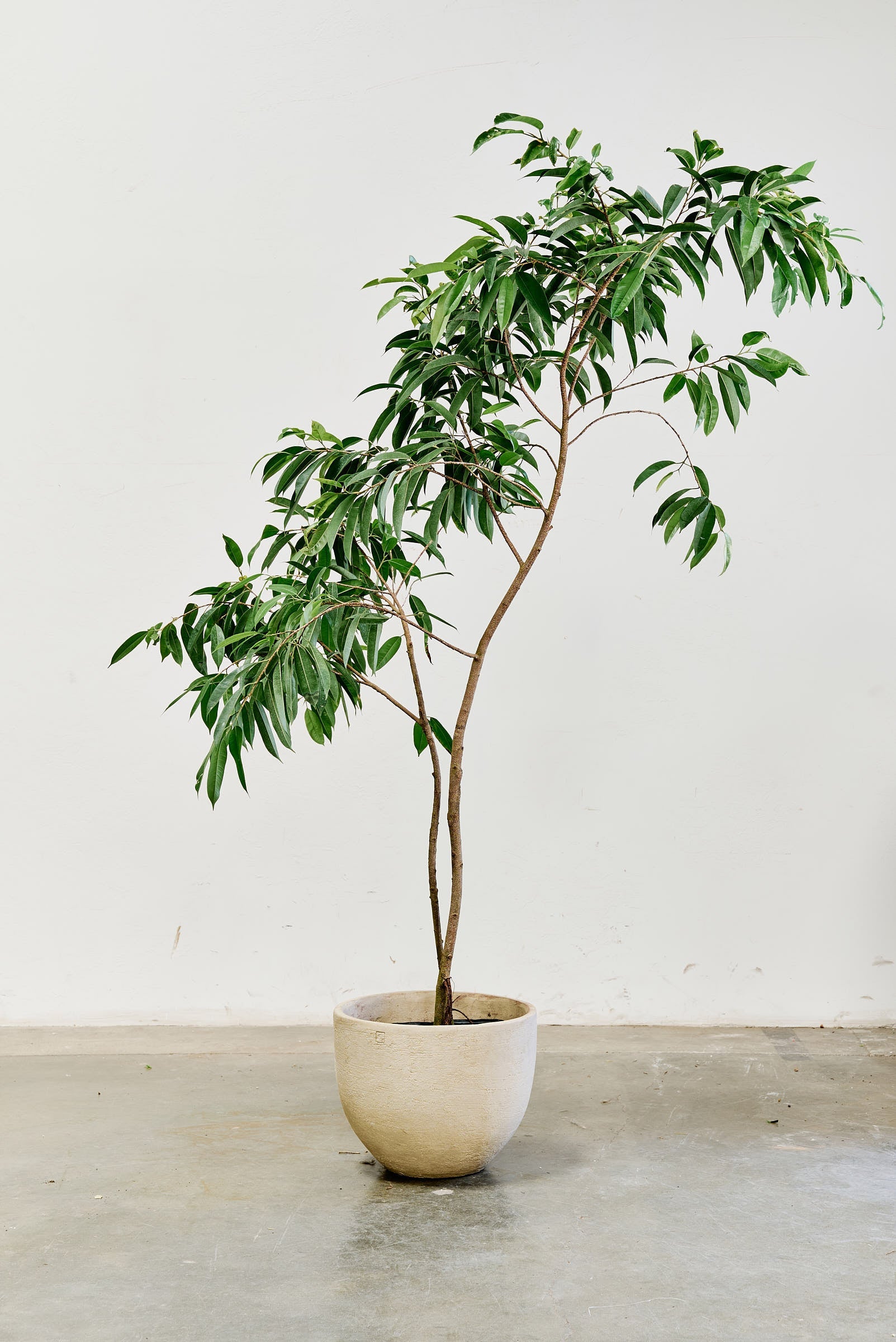 ficus-alii-010-5