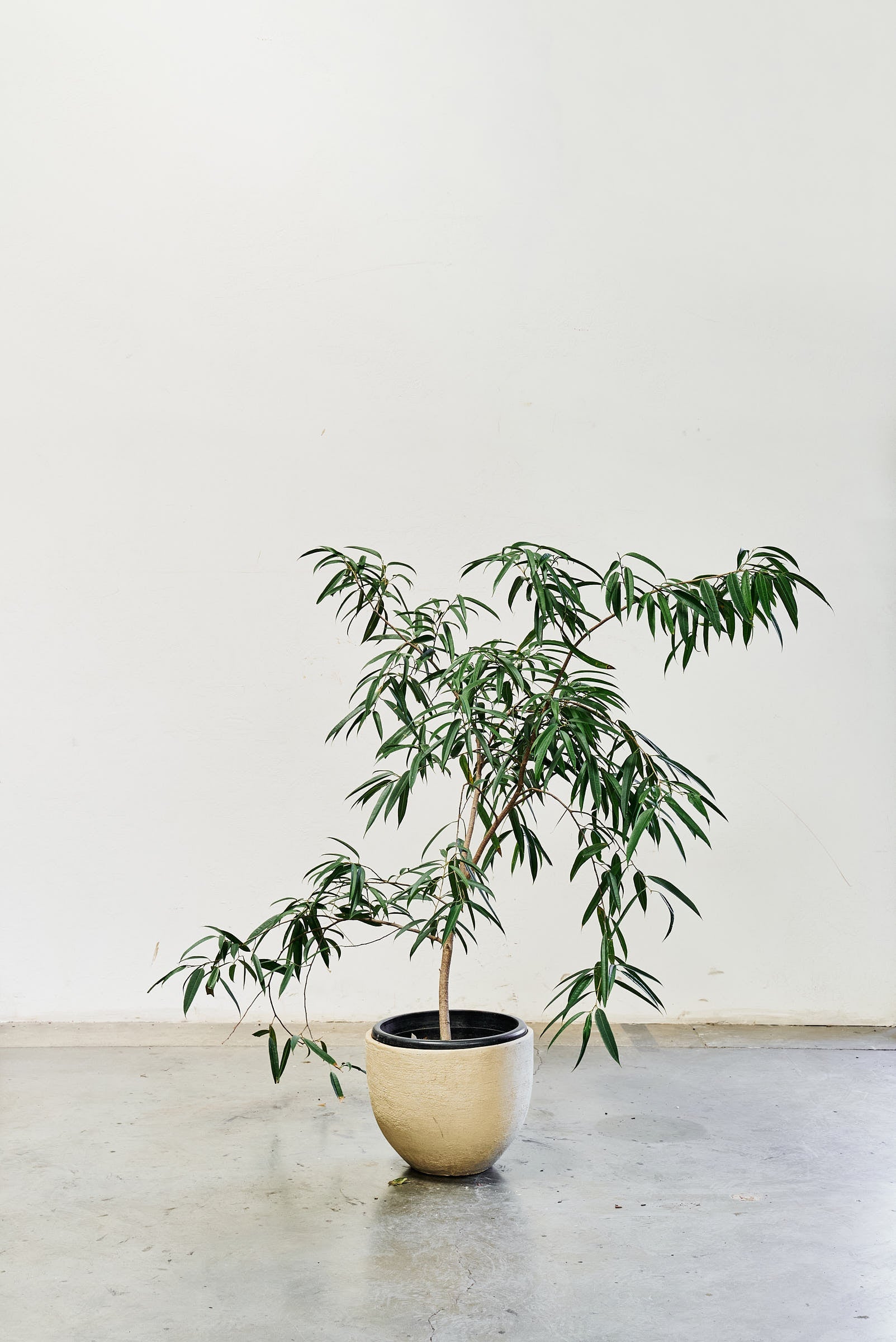 ficus-alii-011-3