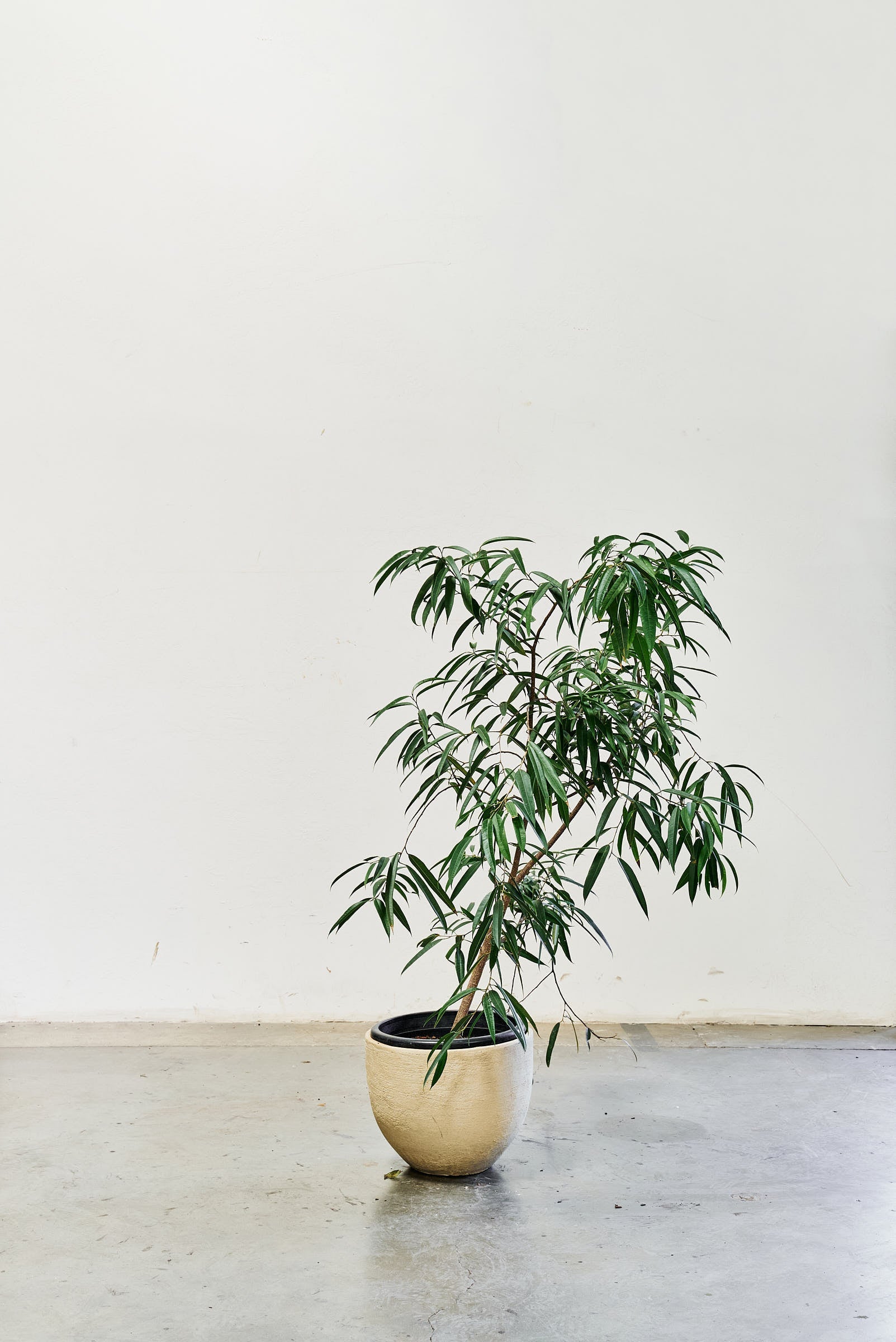 ficus-alii-011-4