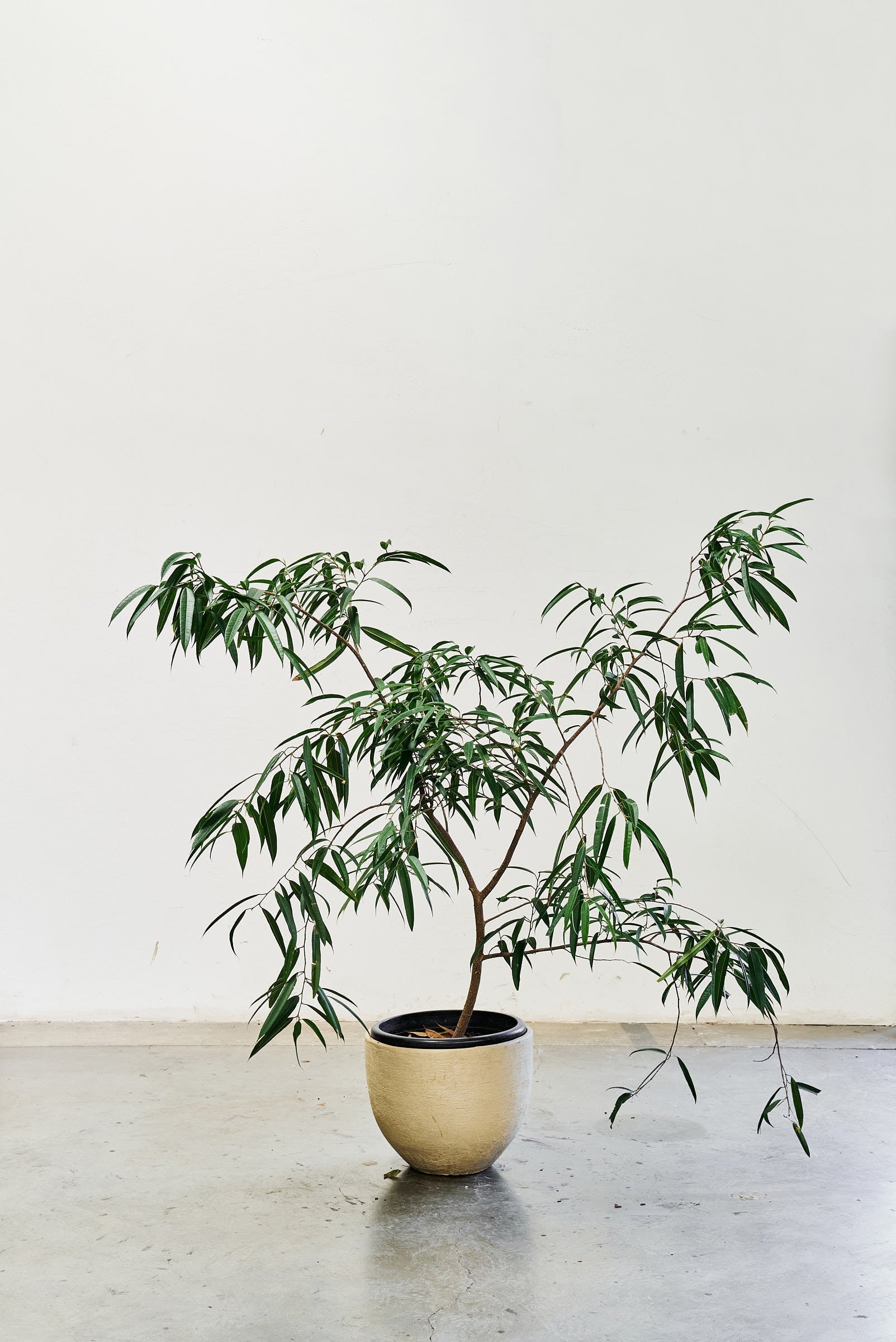 ficus-alii-011-5